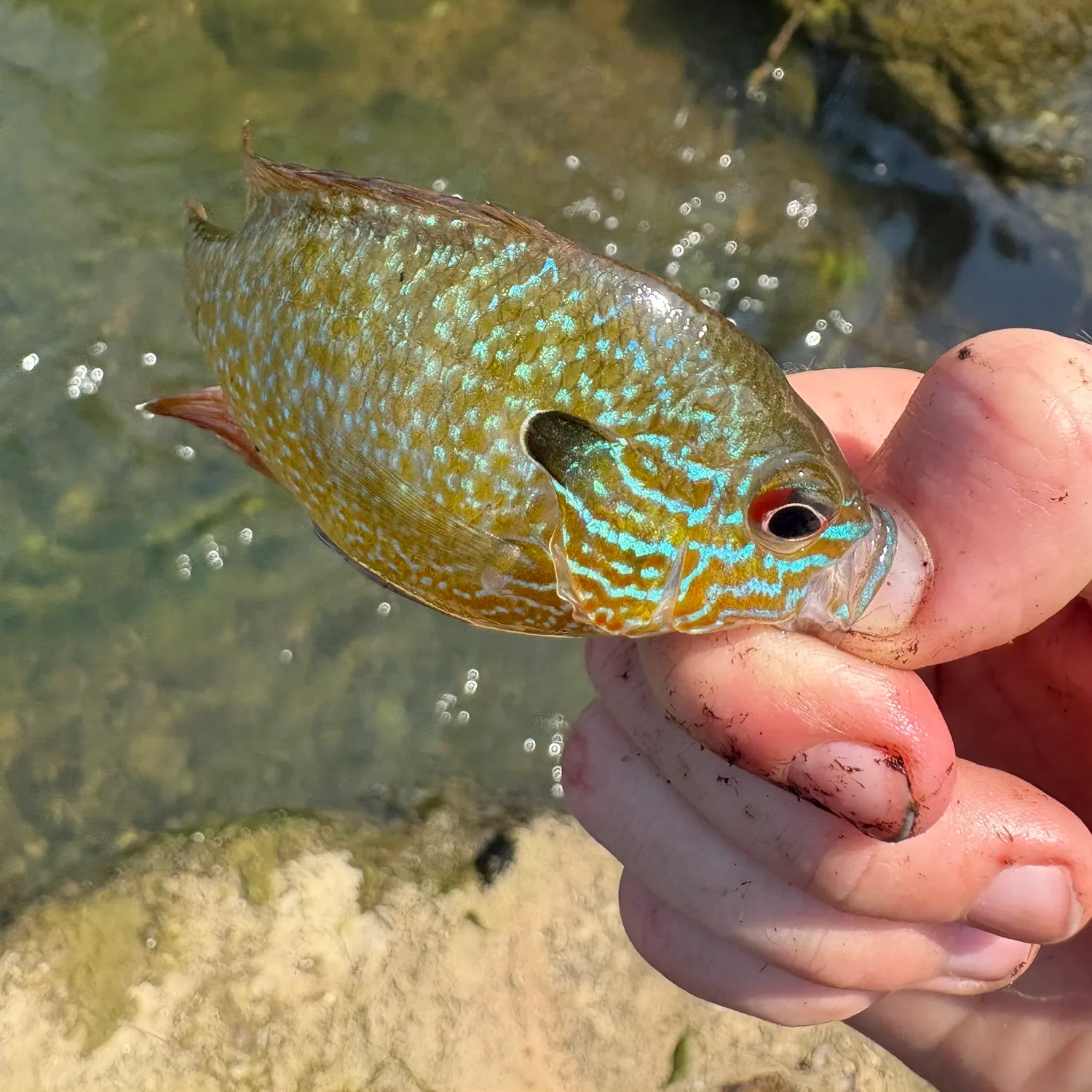 Bluegill caught on Fishbrain