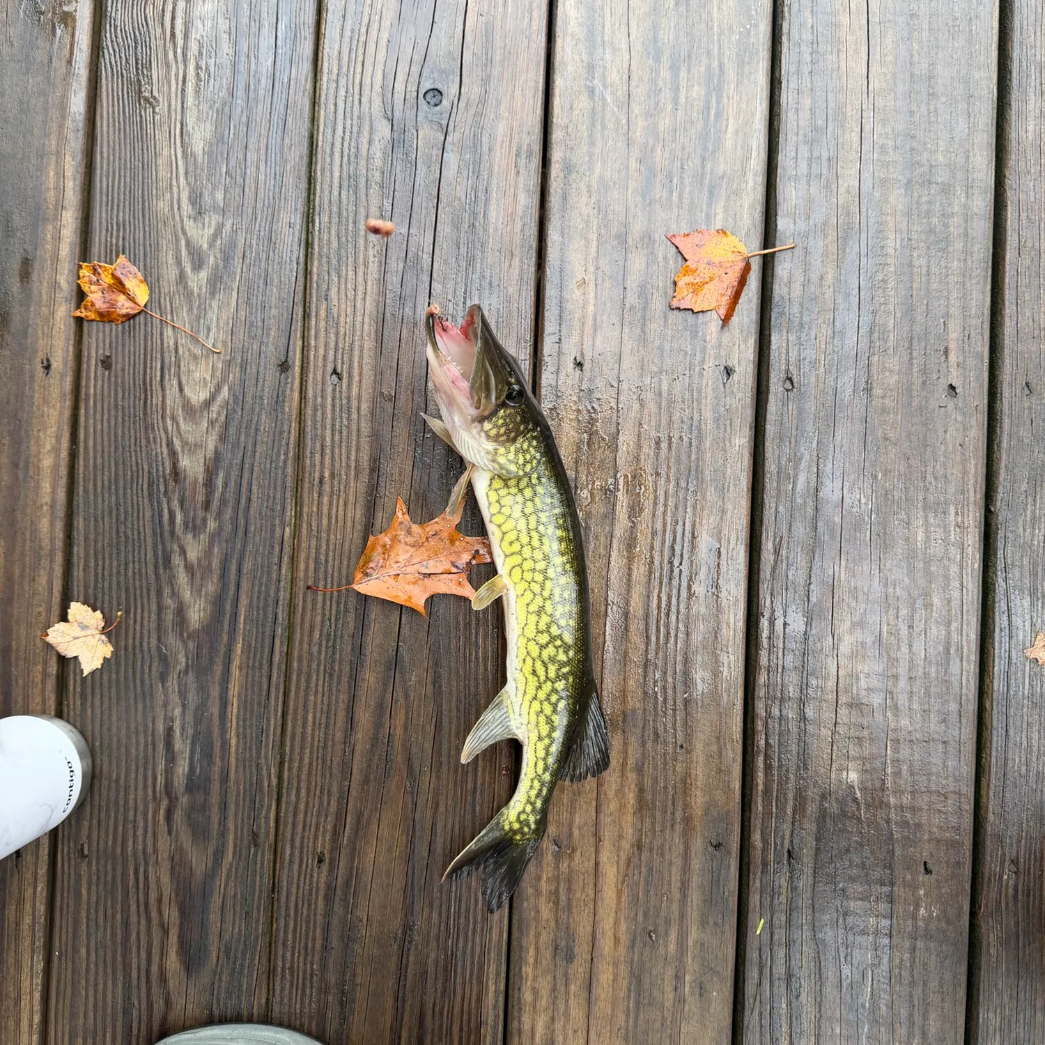Chain pickerel caught on Fishbrain