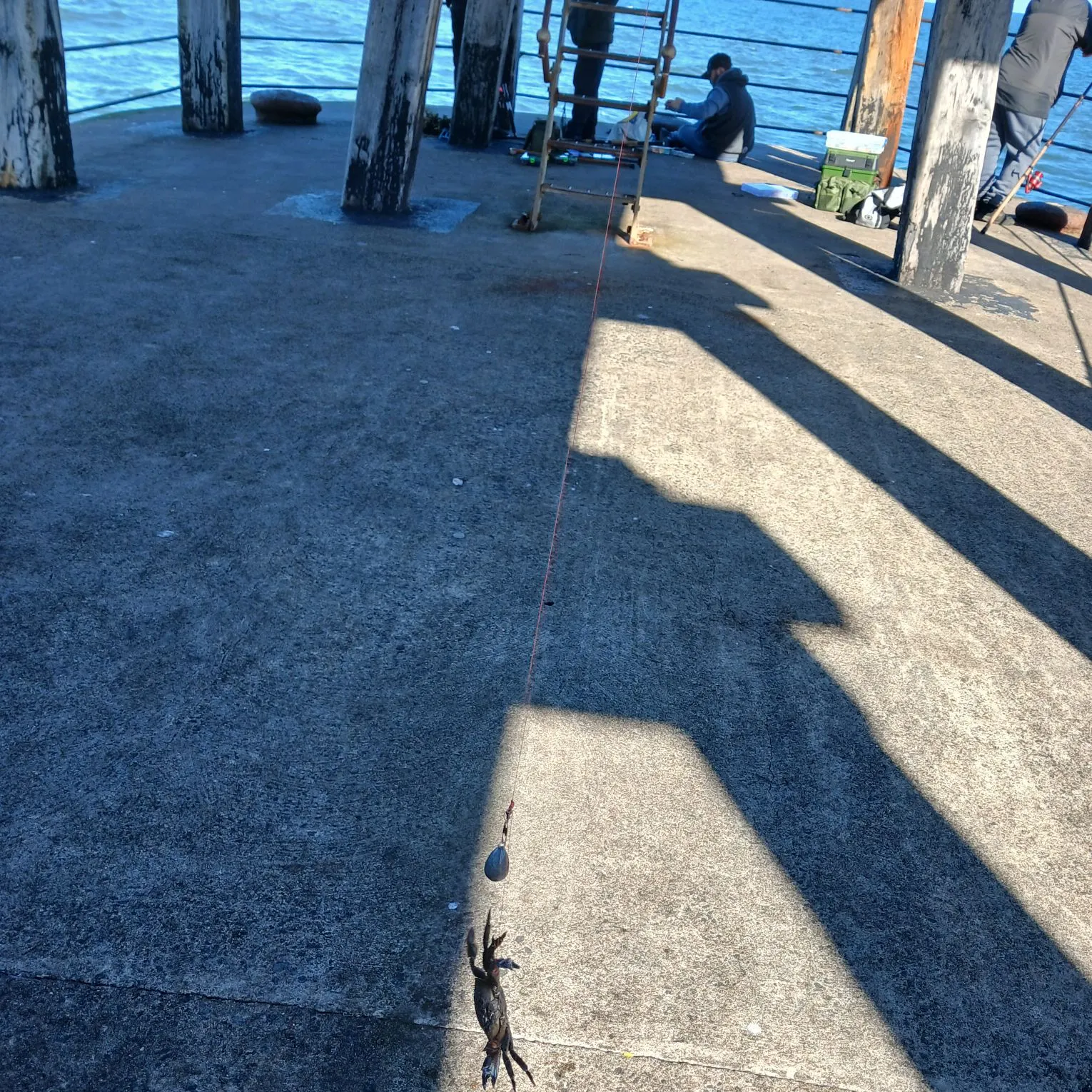 Blue swimmer crab caught on Fishbrain
