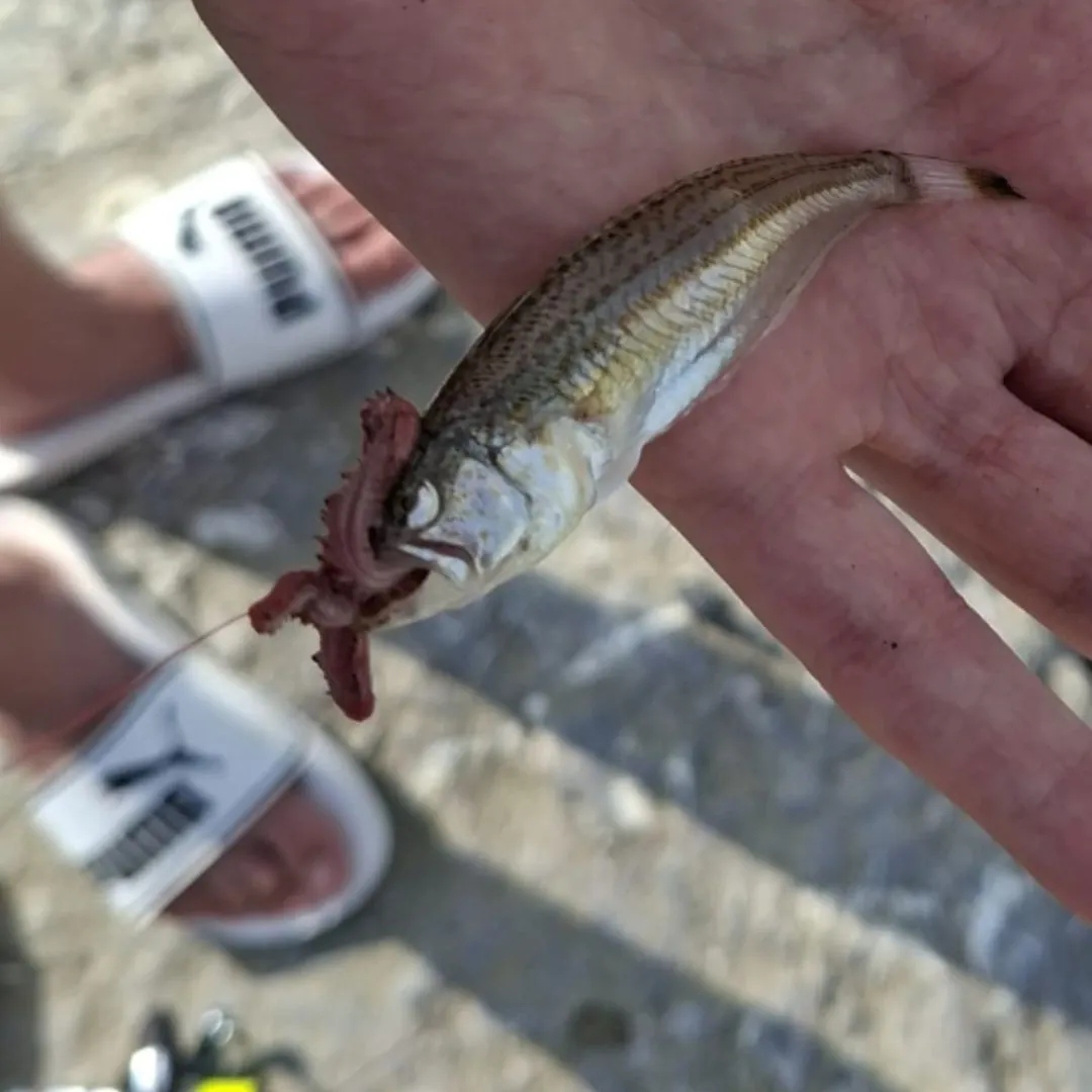 The most recent Greater weever catches on Fishbrain