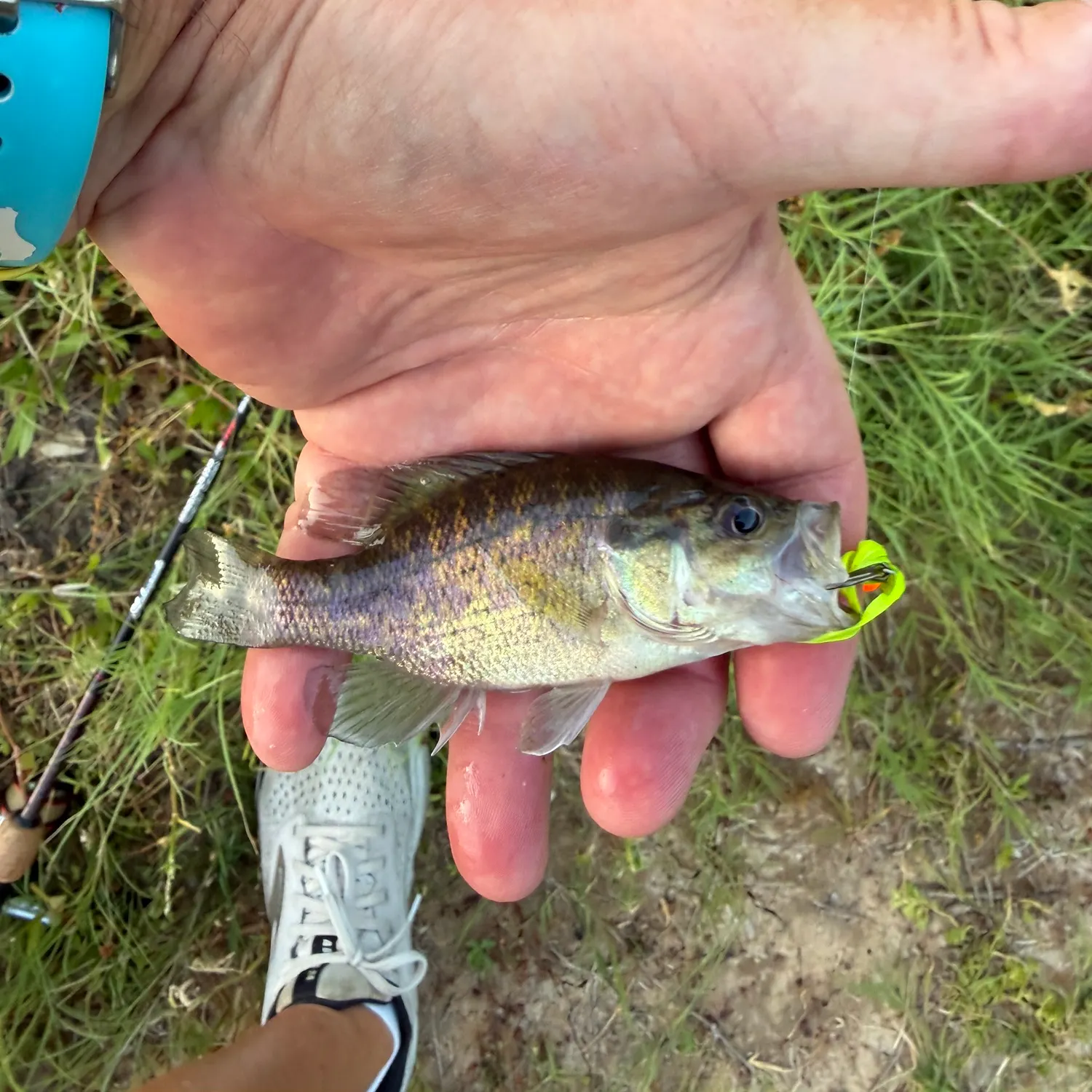 Warmouth caught on Fishbrain