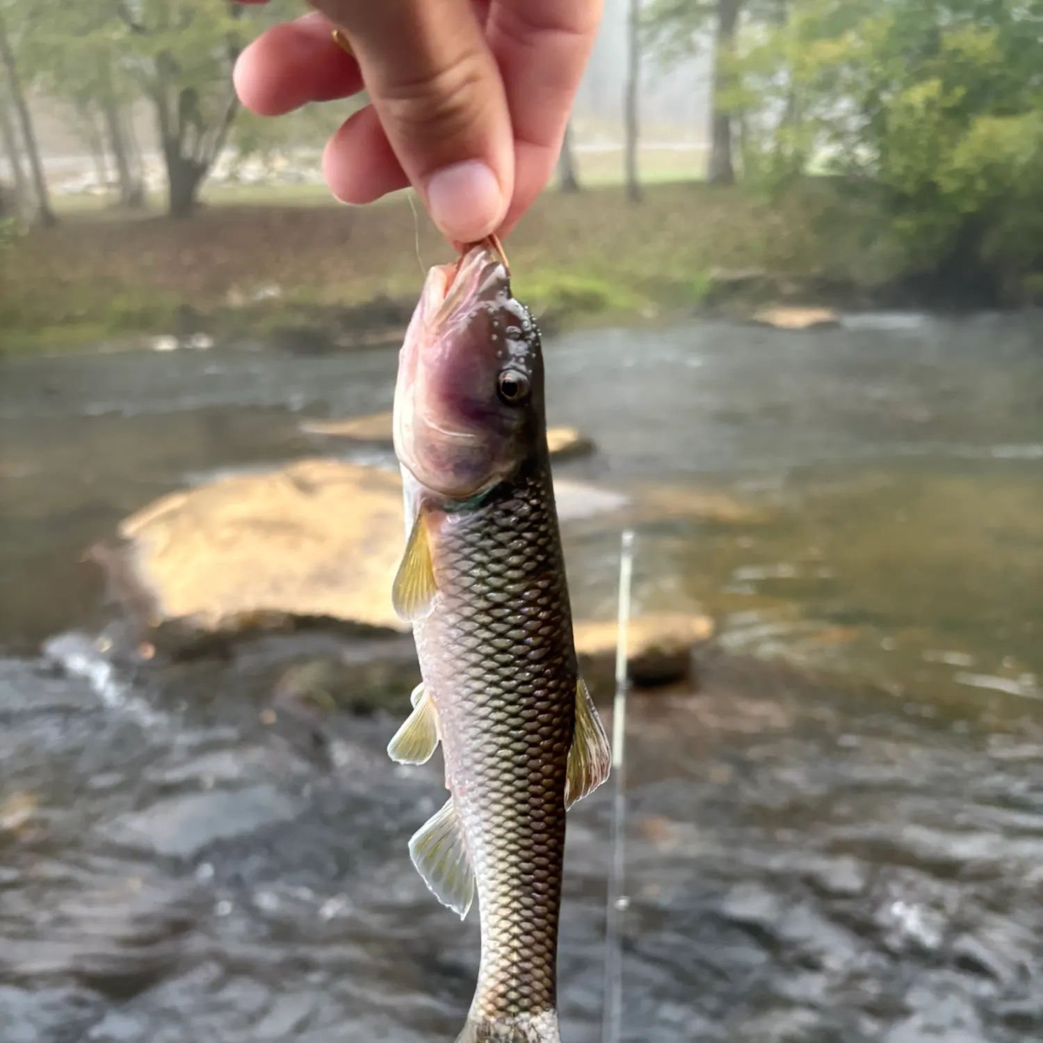 River chub caught on Fishbrain