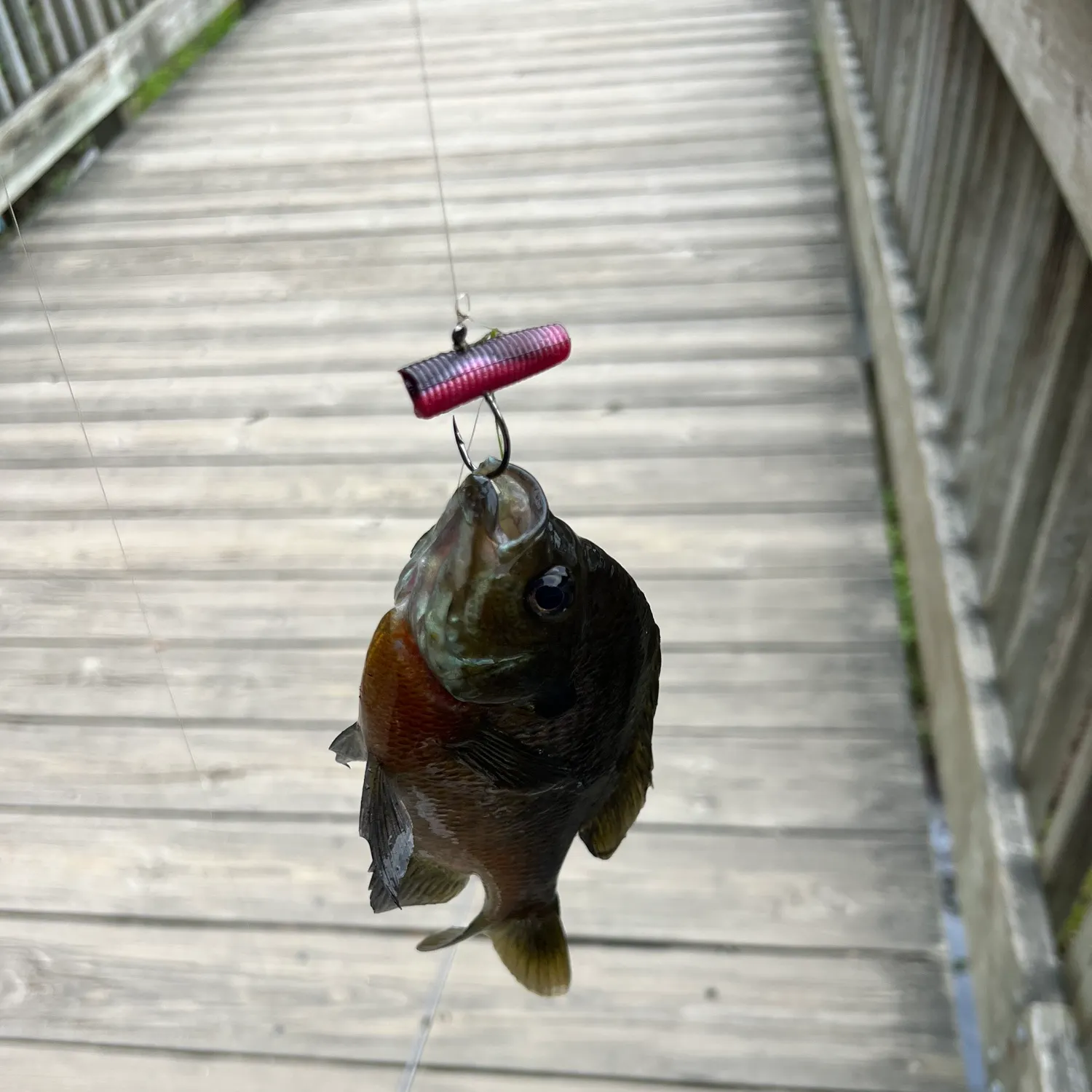 recently logged catches