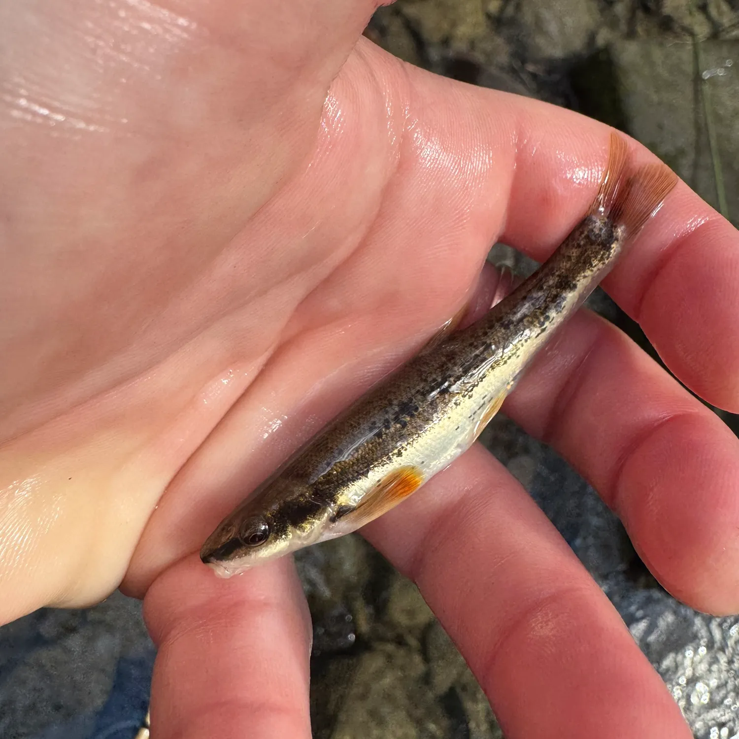The most recent Western blacknose dace catches on Fishbrain