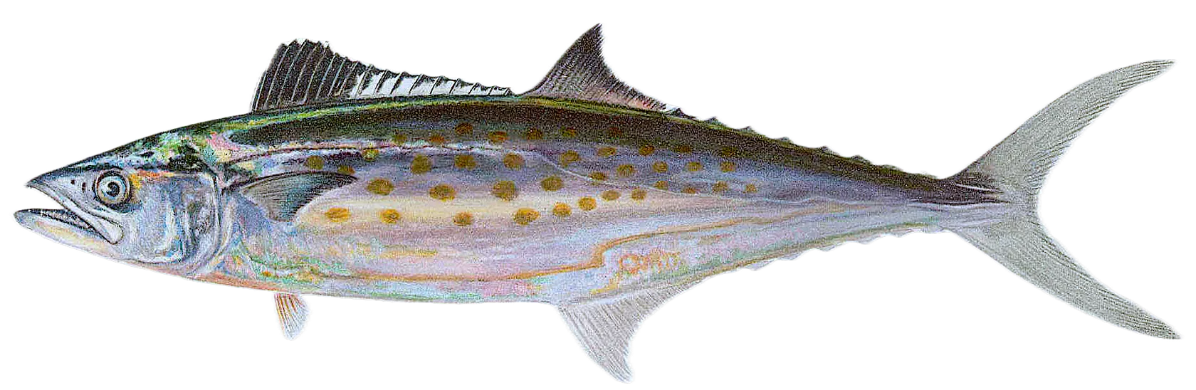 Spanish mackerel