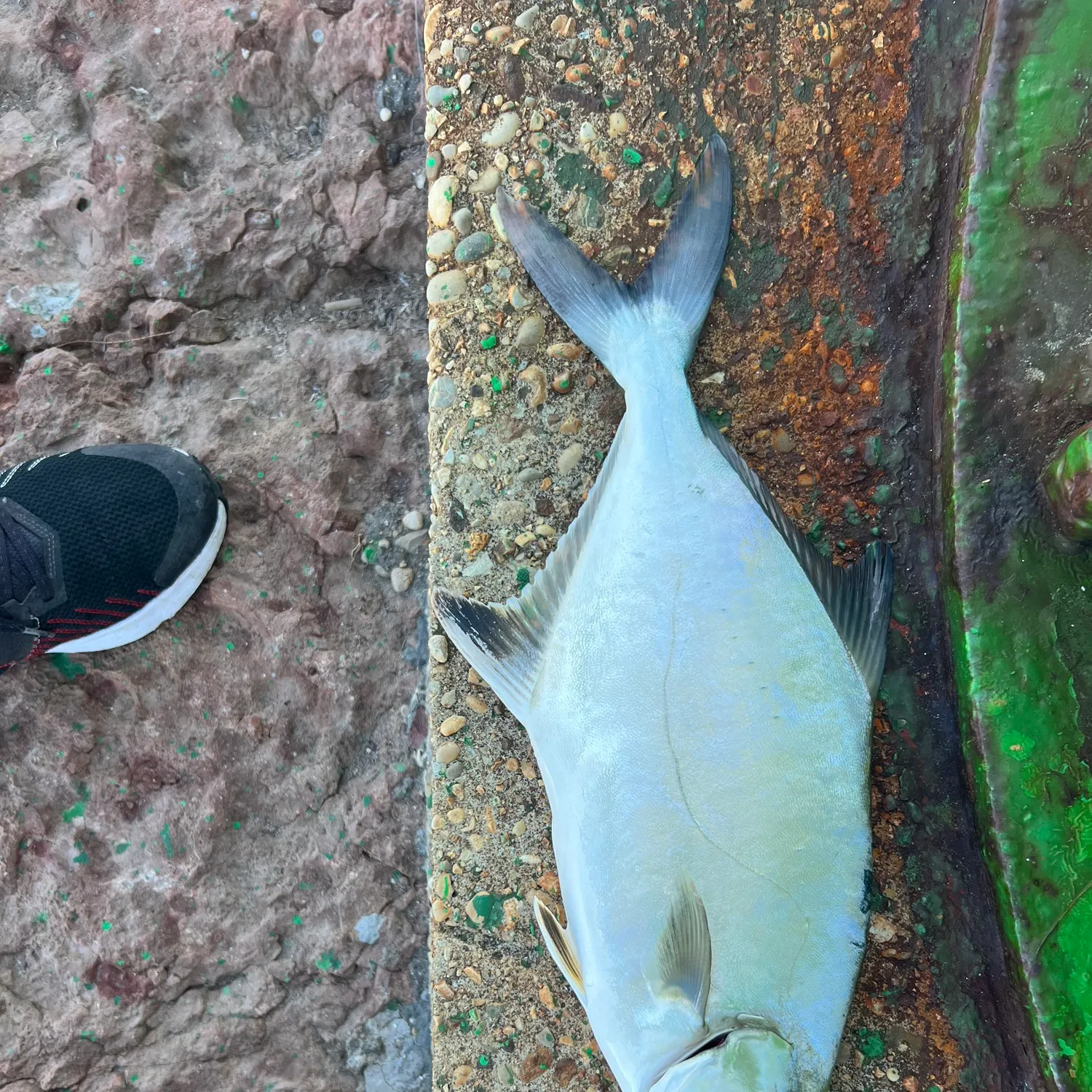 The most recent Leerfish catches on Fishbrain