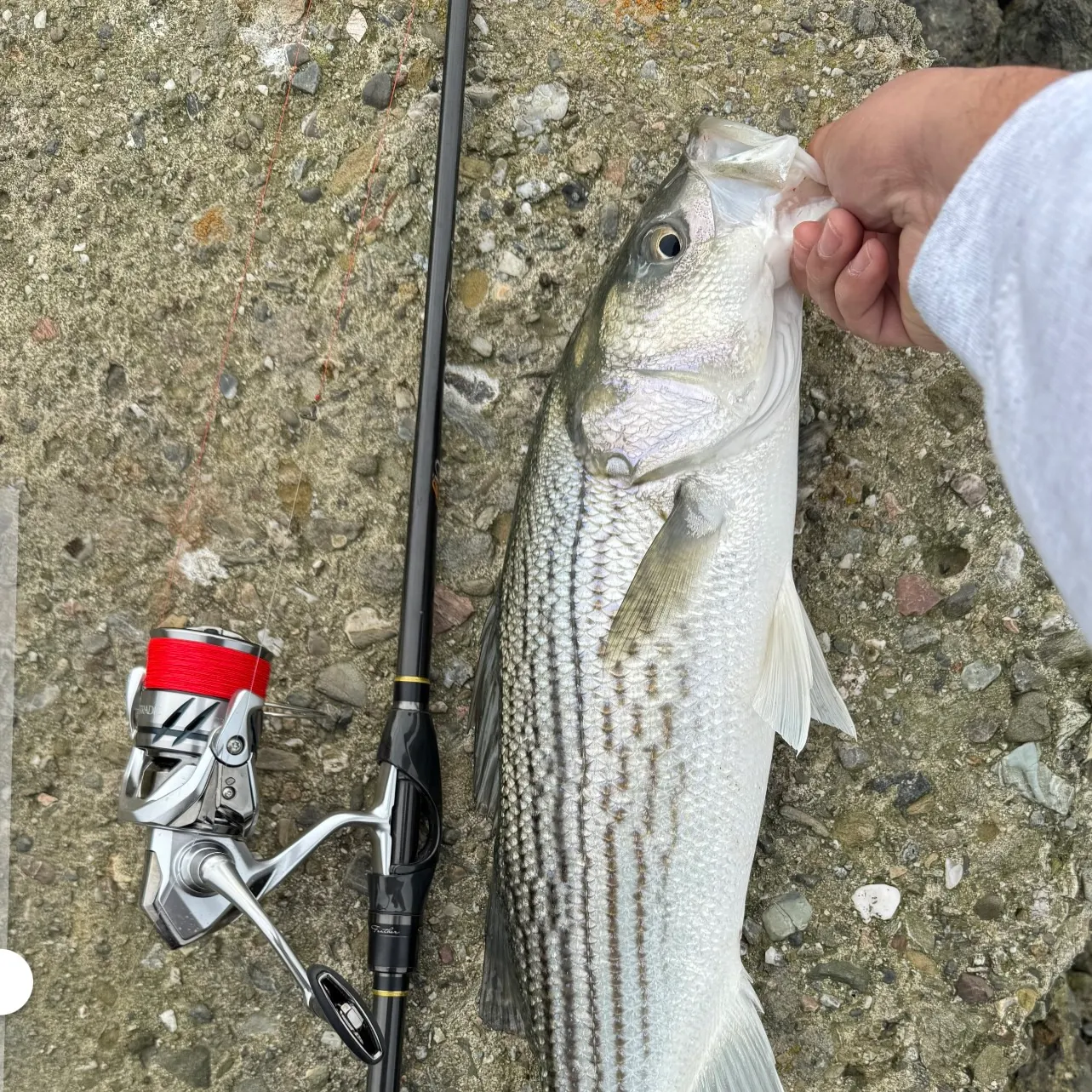 recently logged catches