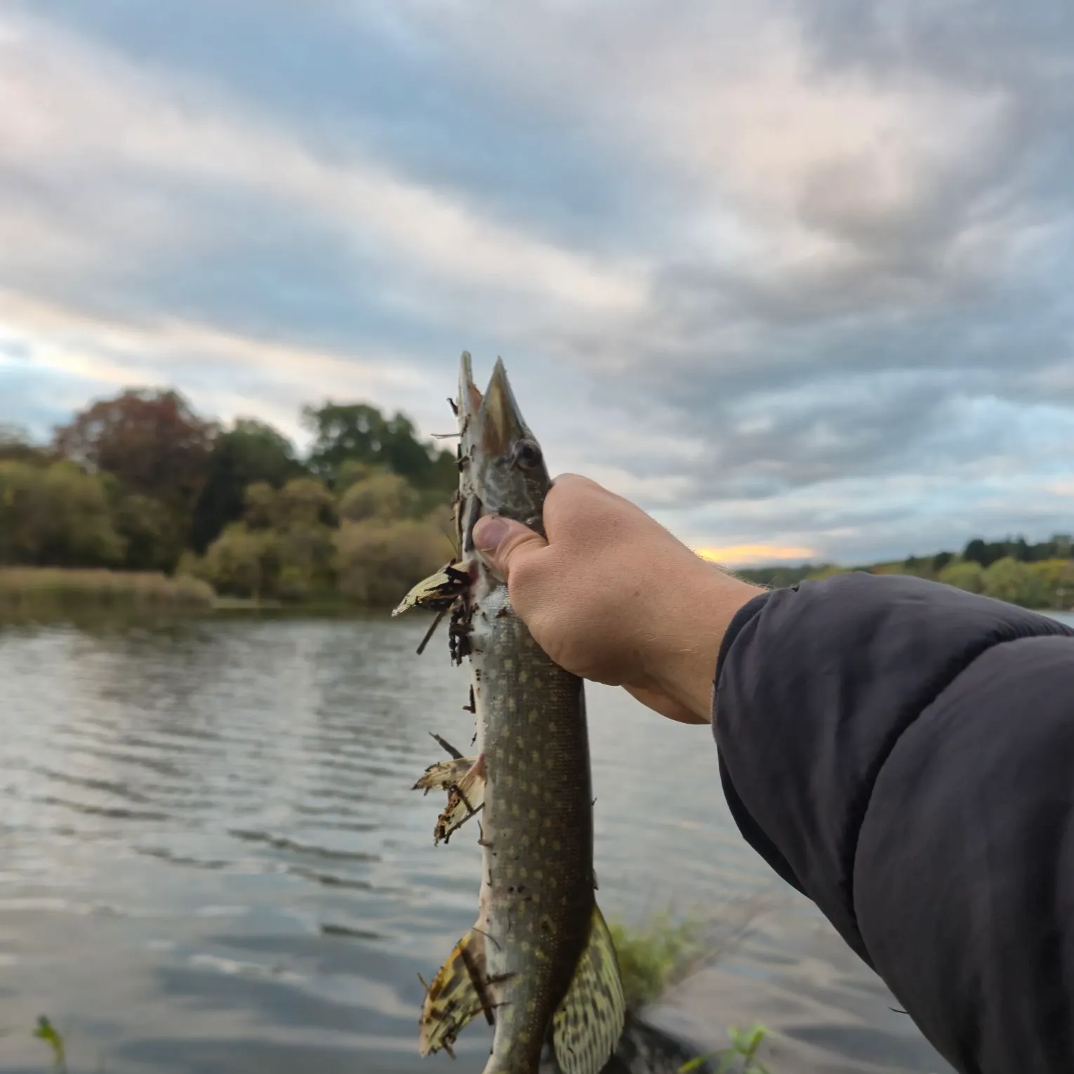 Northern pike caught on Fishbrain