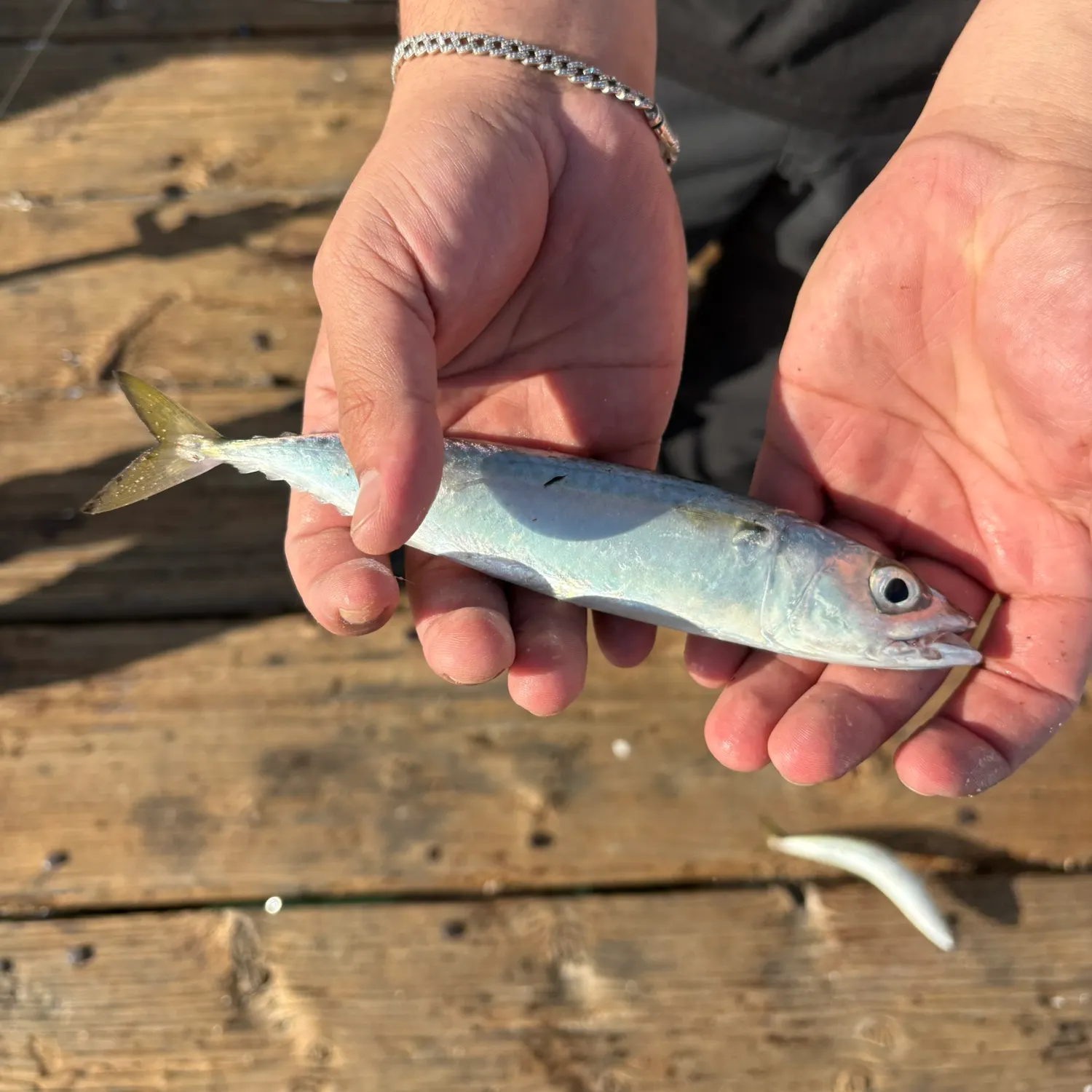 Pacific chub mackerel caught on Fishbrain