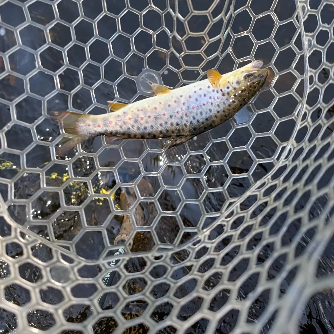 angler catch
