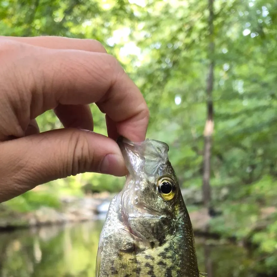 Black crappie caught on Fishbrain