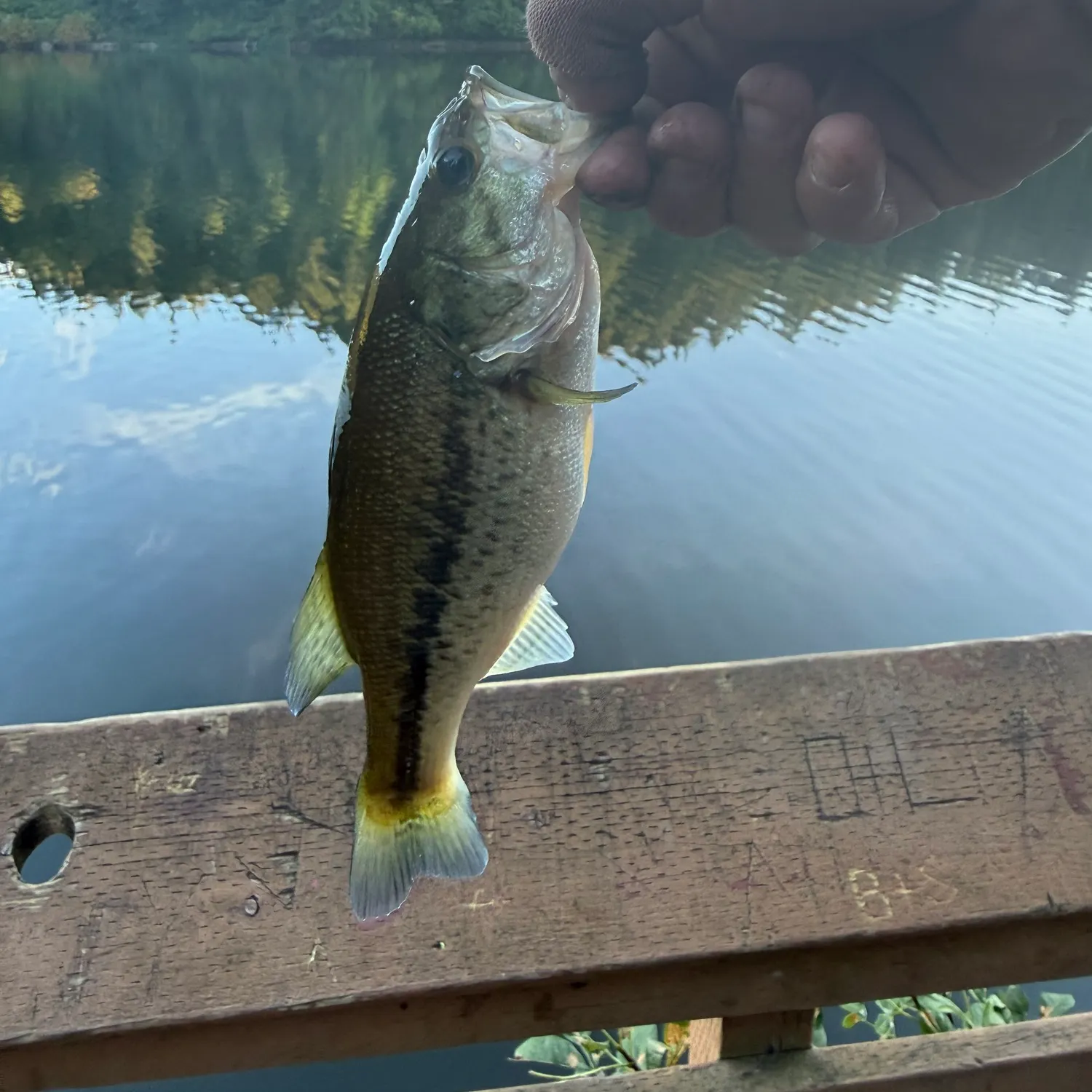 Largemouth bass caught on Fishbrain
