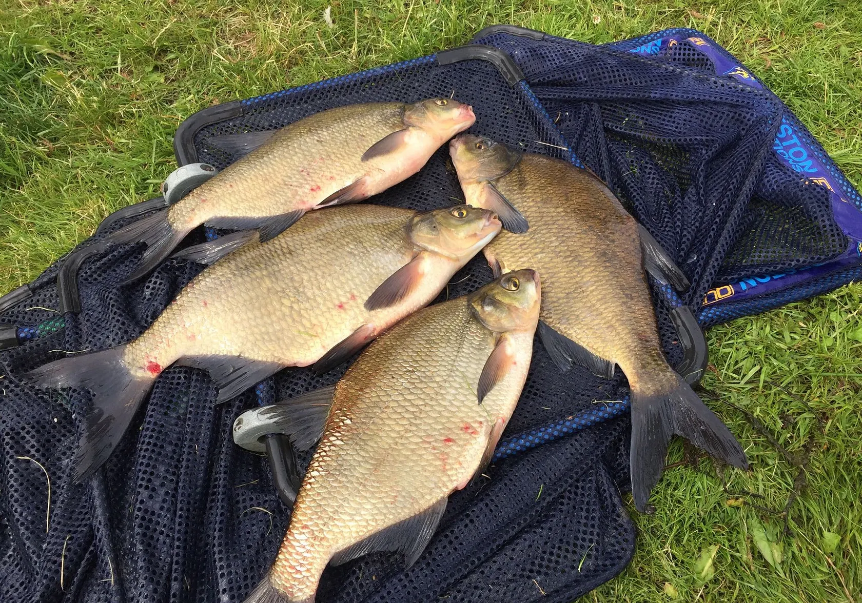 Common bream