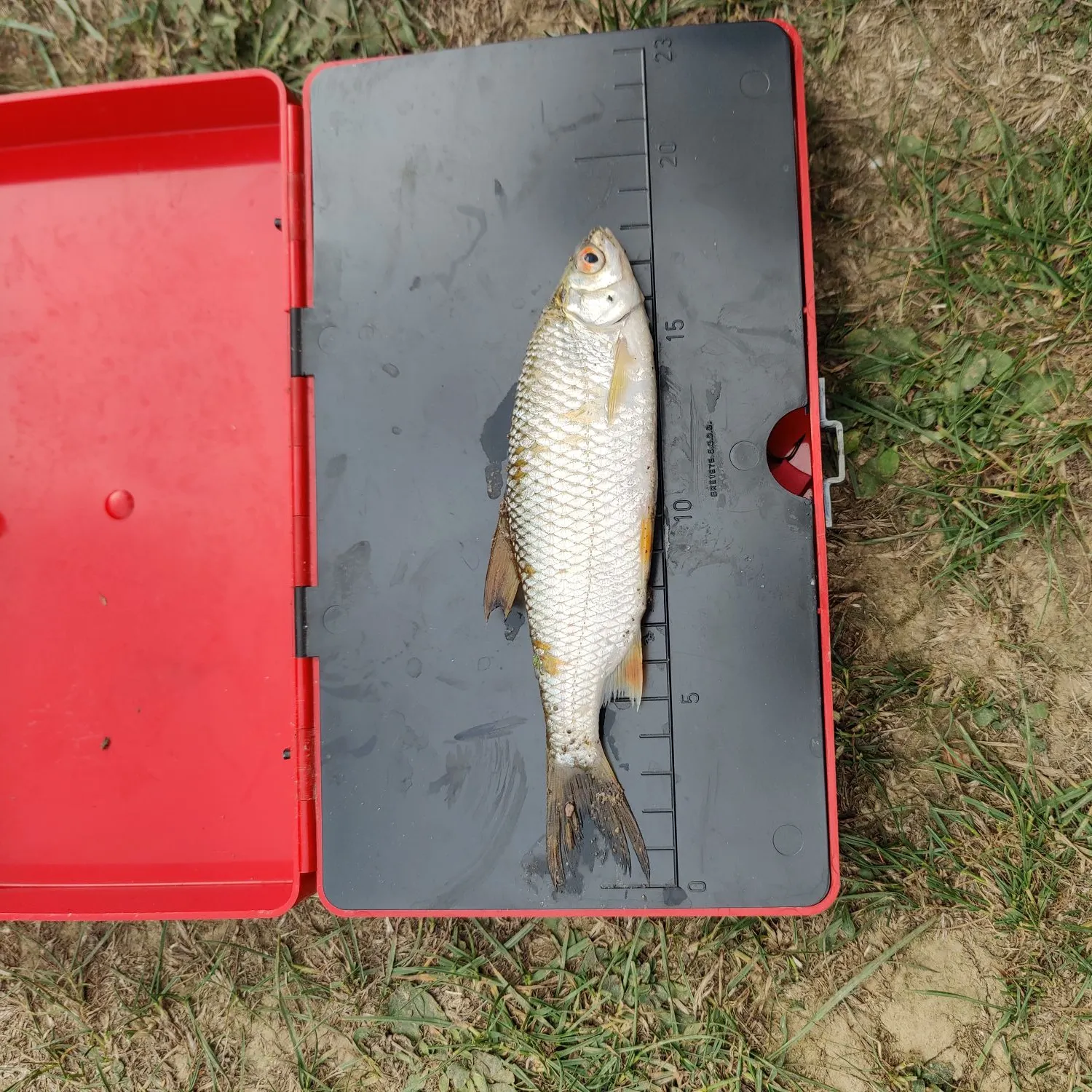 Common roach caught on Fishbrain