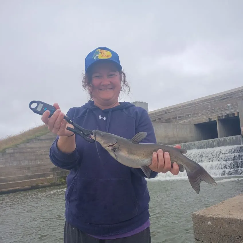 Channel catfish caught on Fishbrain