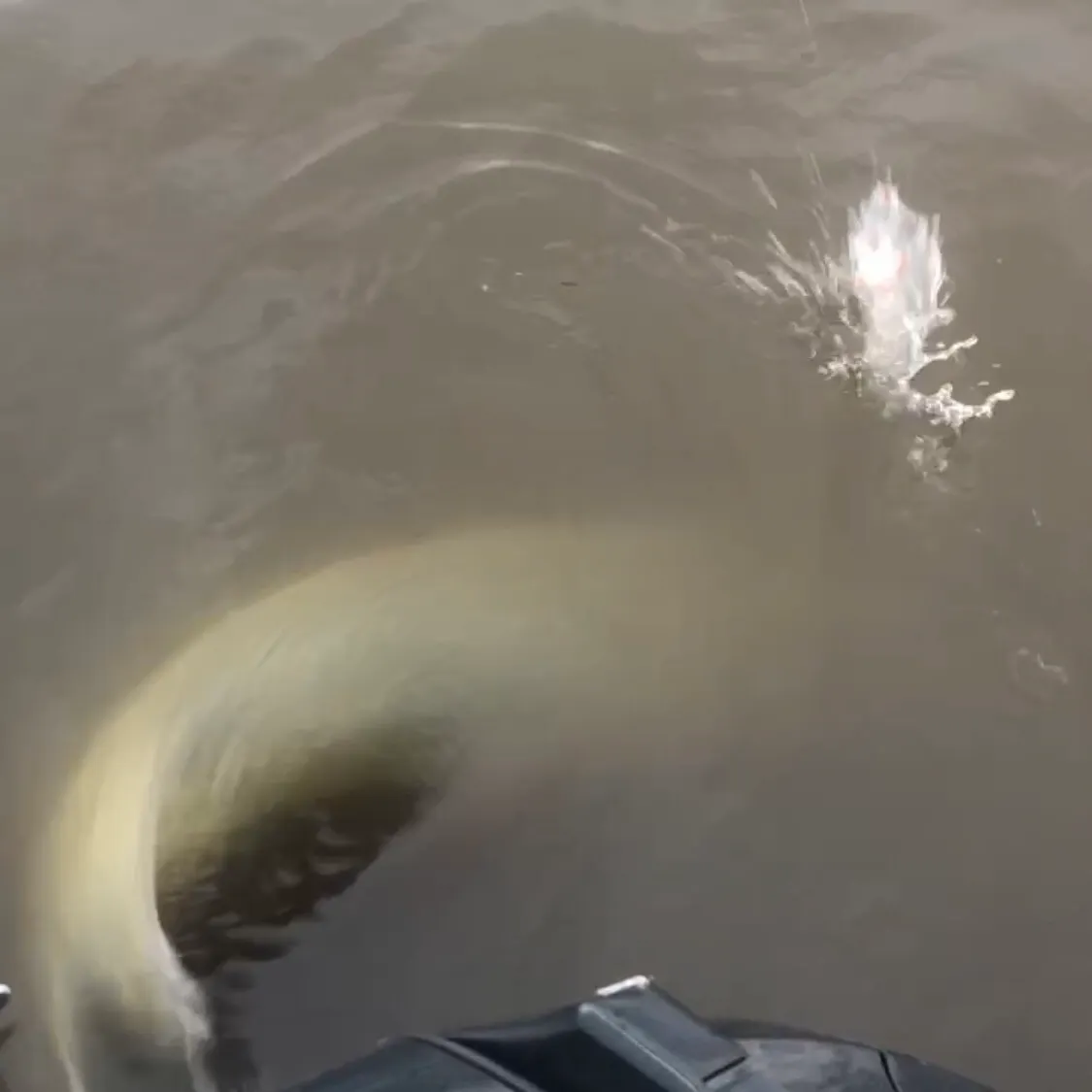 The most recent Alligator gar catches on Fishbrain