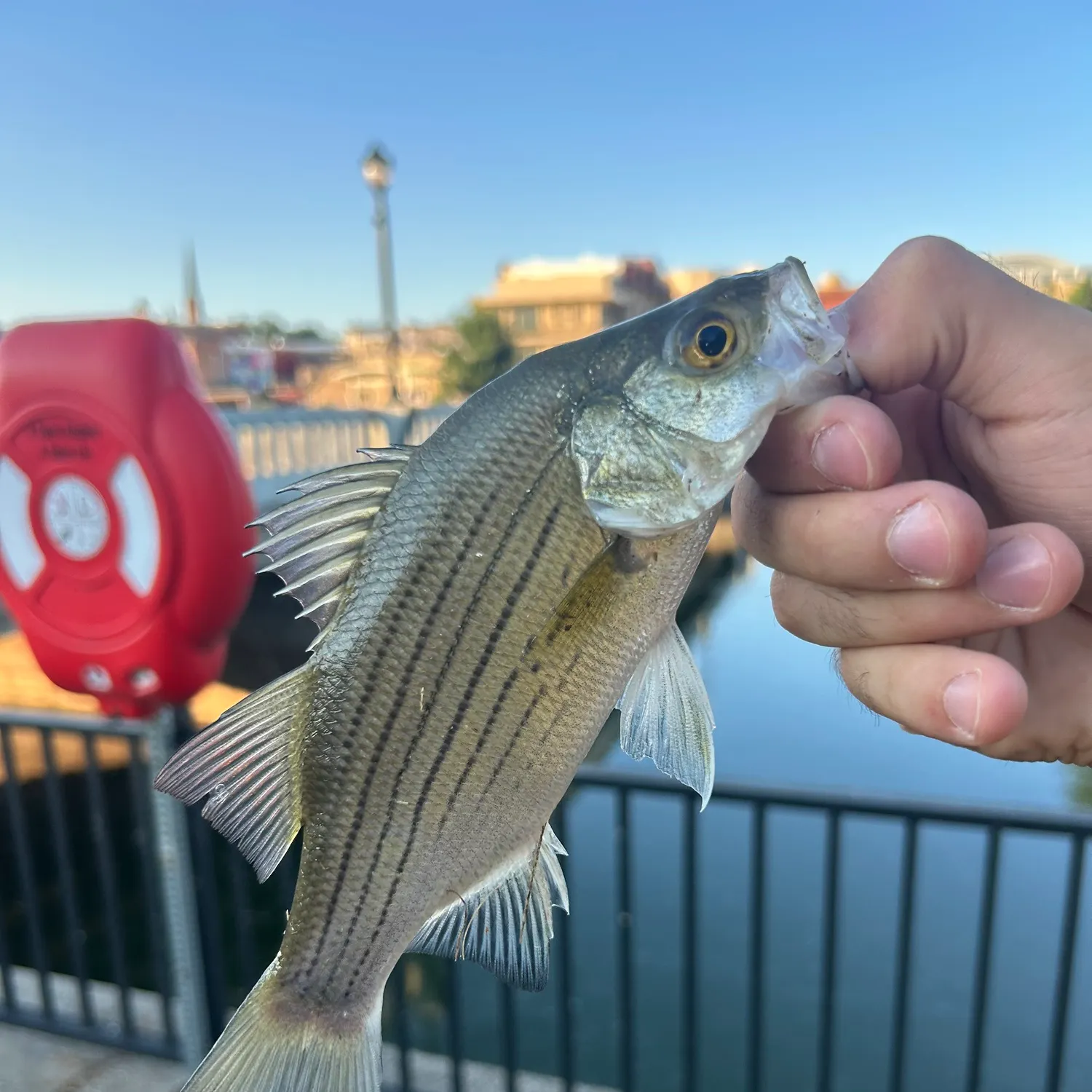 catch