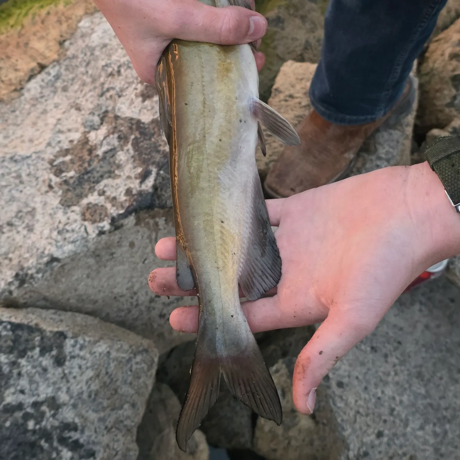 Channel catfish caught on Fishbrain