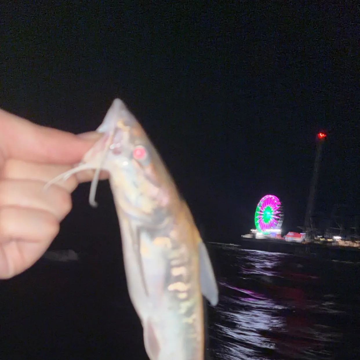 Hardhead sea catfish caught on Fishbrain