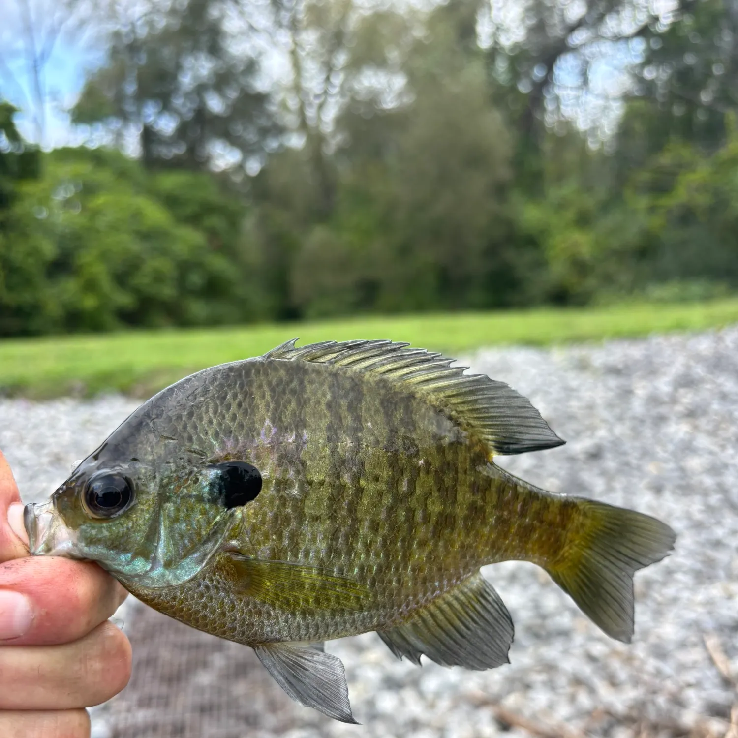 Bluegill caught on Fishbrain