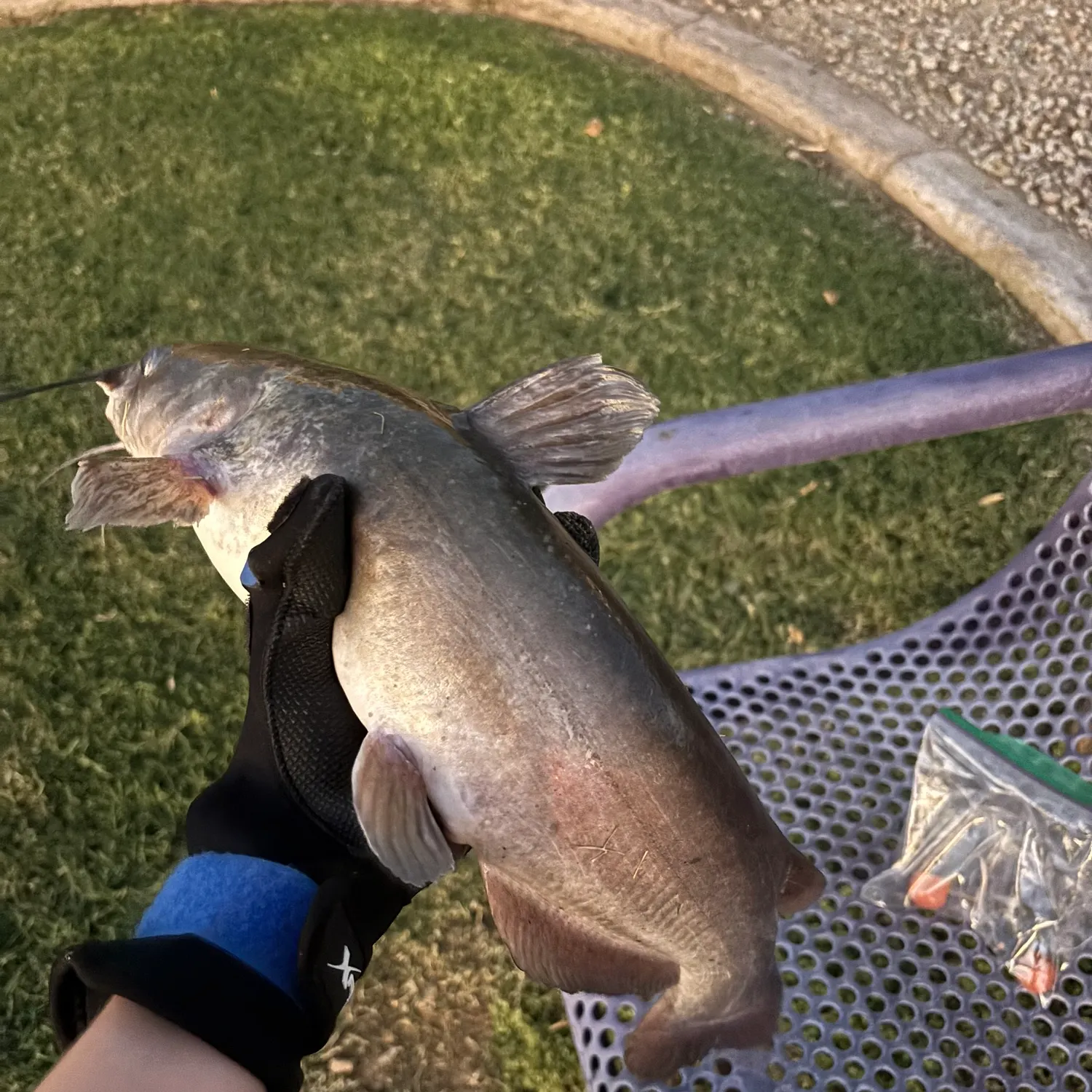 Channel catfish caught on Fishbrain