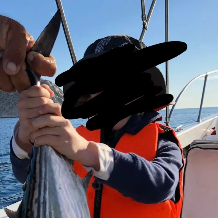 The most recent Skipjack tuna catches on Fishbrain