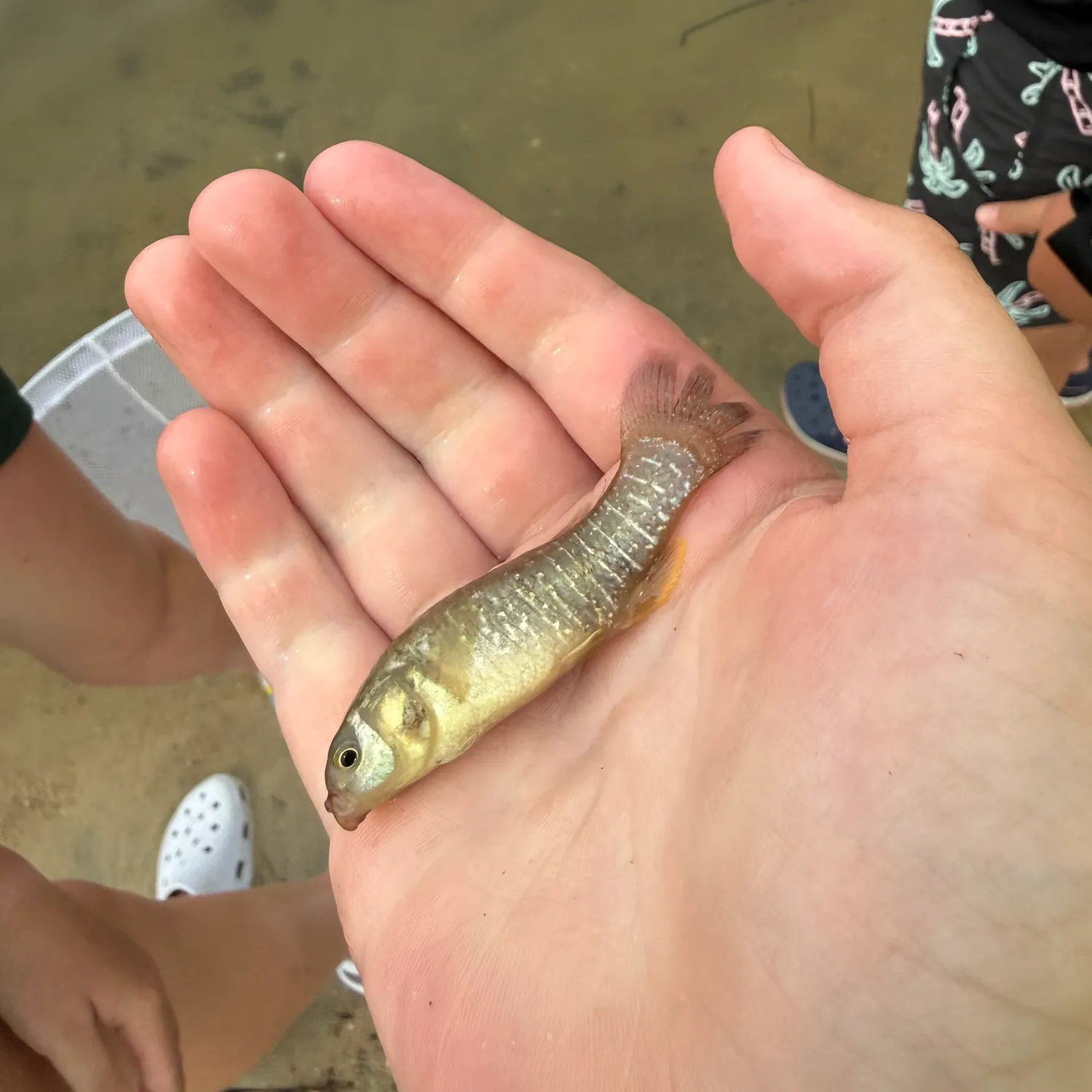 The most recent Mummichog catches on Fishbrain