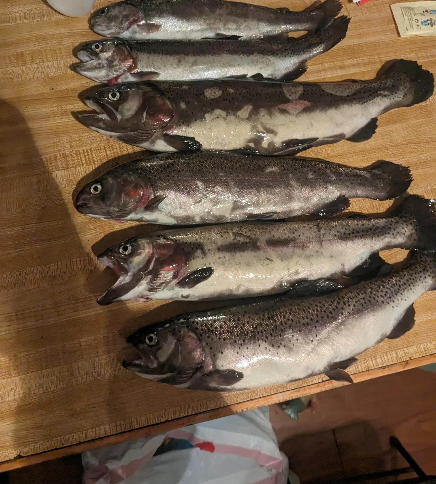 recently logged catches