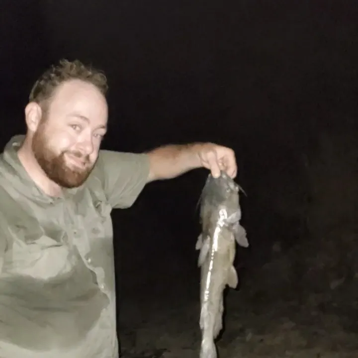Channel catfish caught on Fishbrain