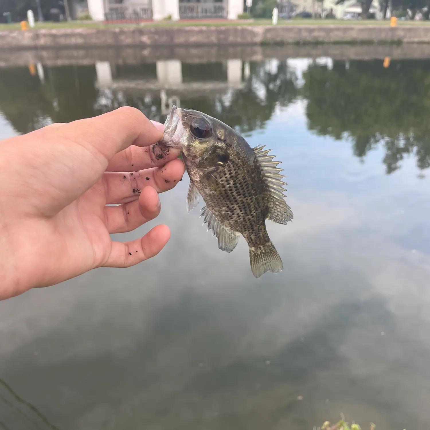 The most recent Roanoke bass catches on Fishbrain