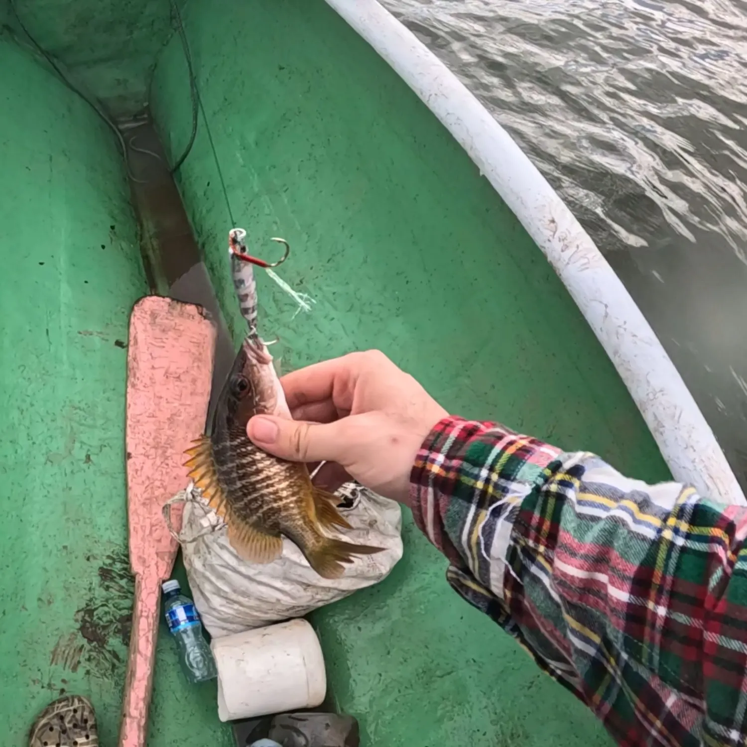 Mangrove snapper caught on Fishbrain