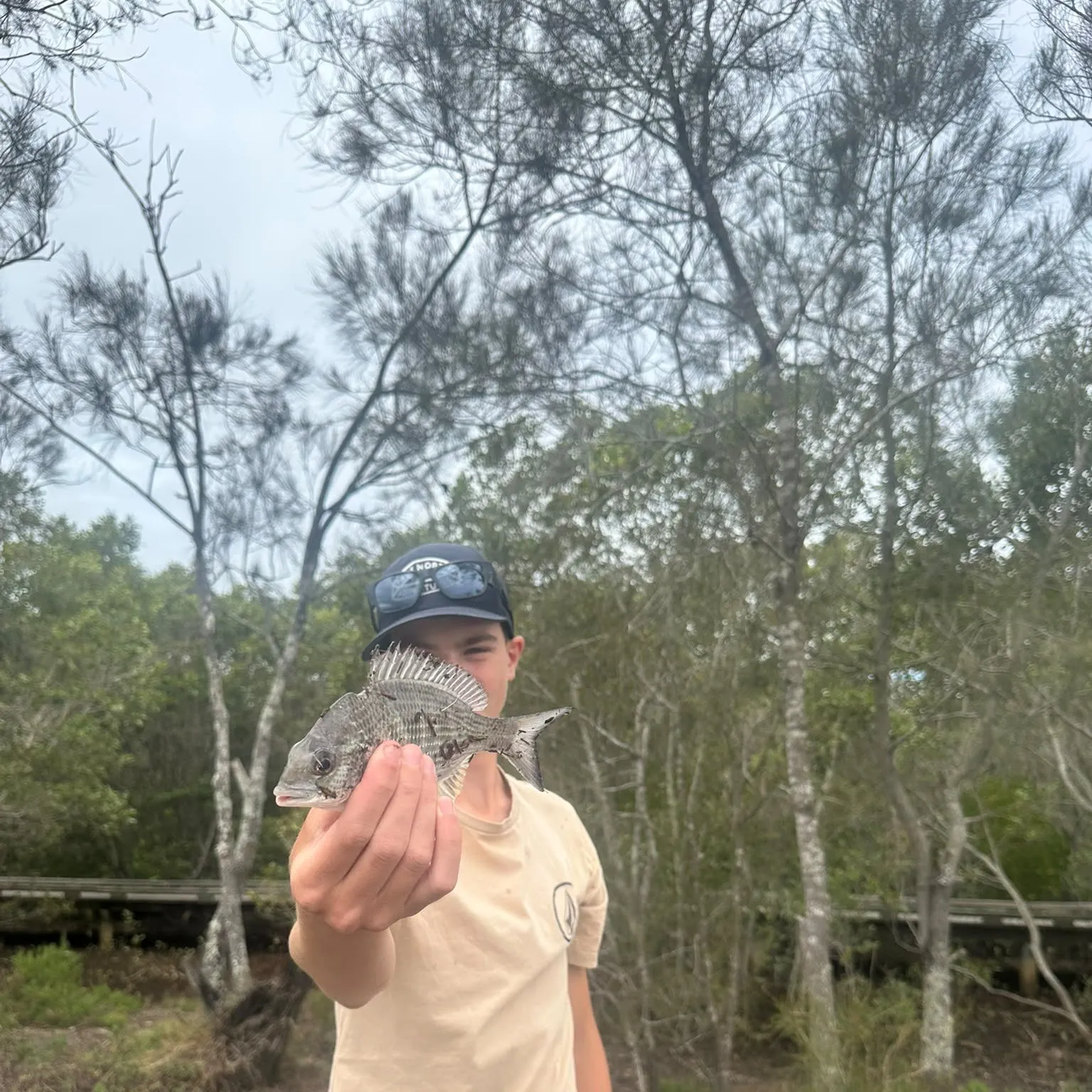 Surf bream caught on Fishbrain