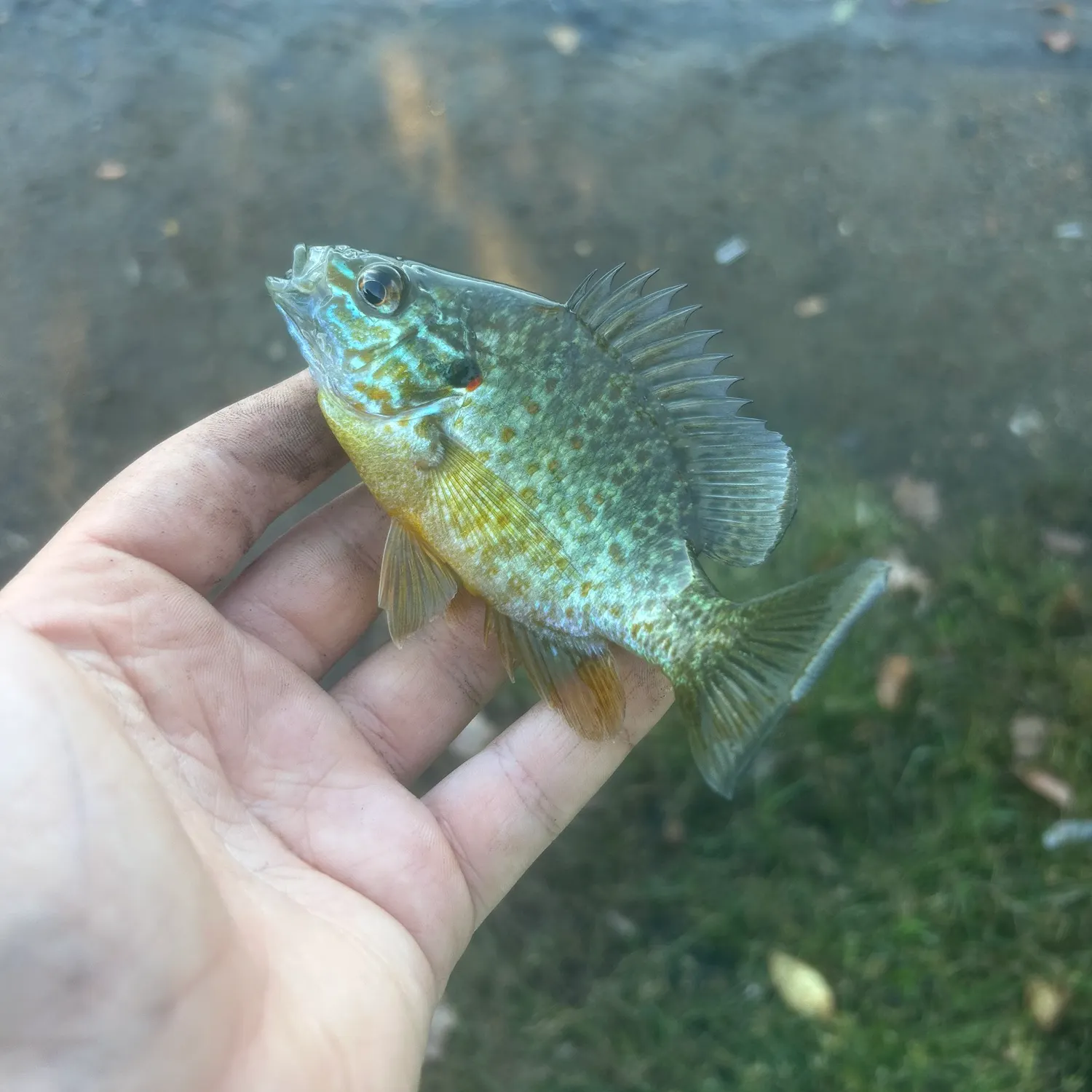 Pumpkinseed caught on Fishbrain