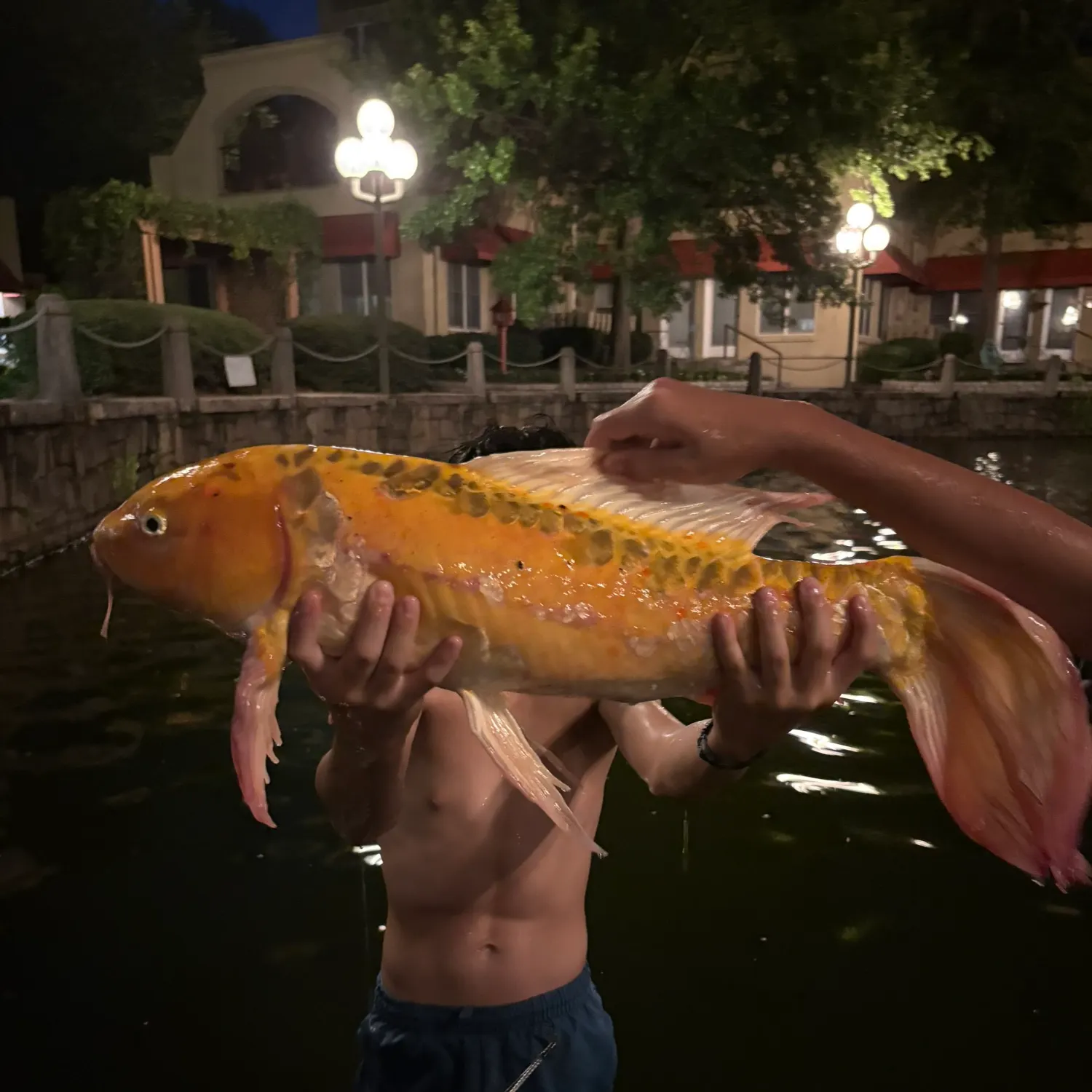 The most recent Koi carp catches on Fishbrain