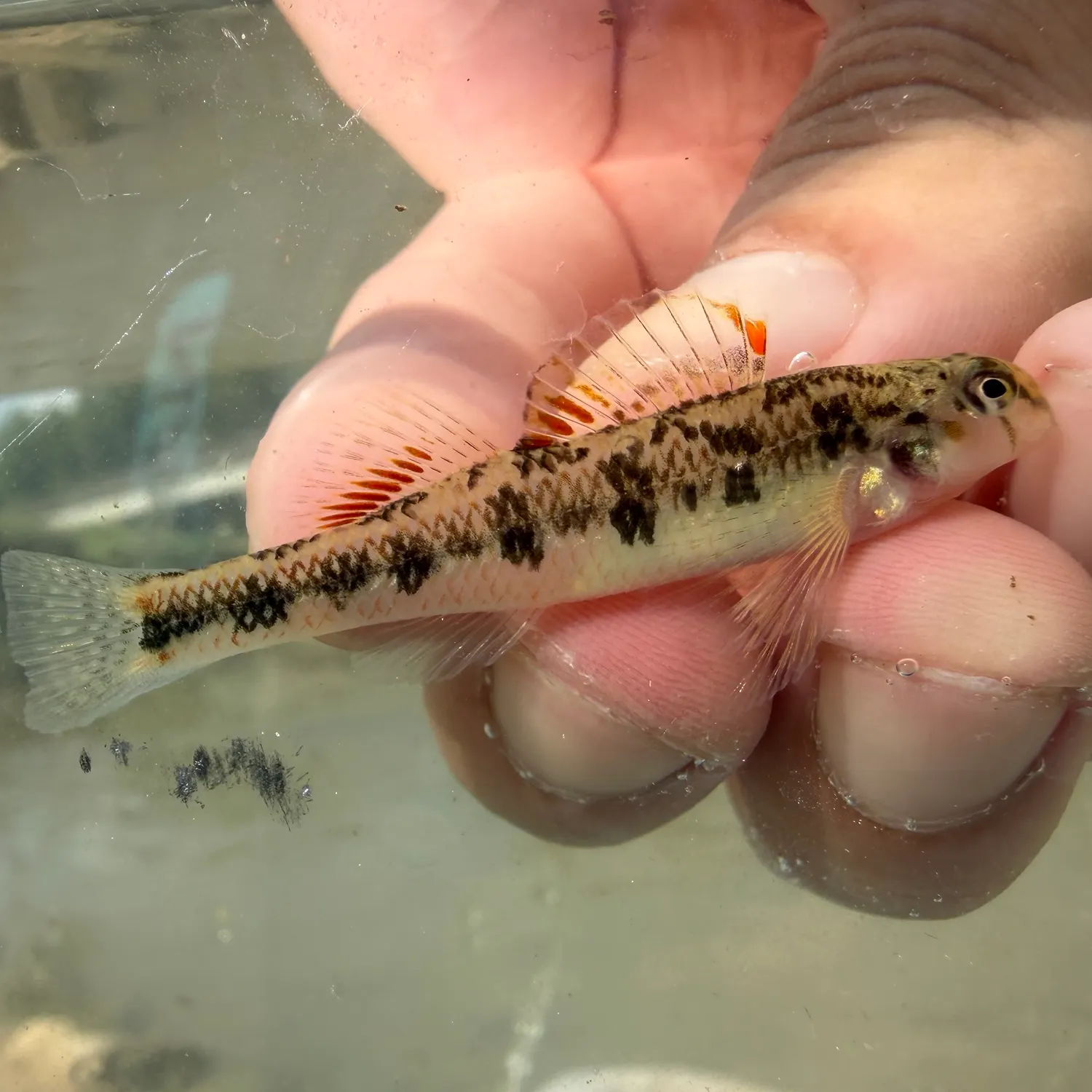 The most recent Cumberland snubnose darter catches on Fishbrain