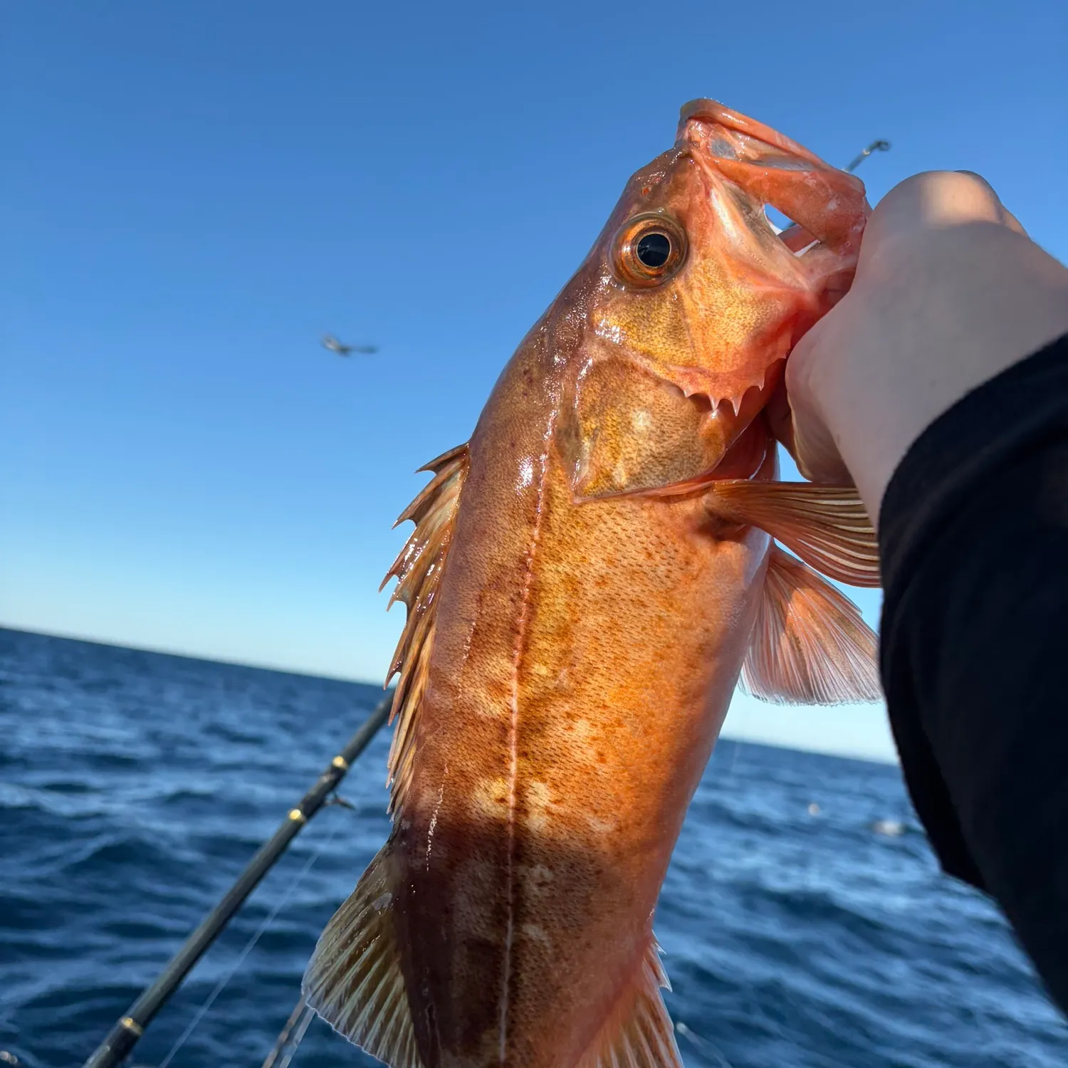 The most recent Bocaccio rockfish catches on Fishbrain