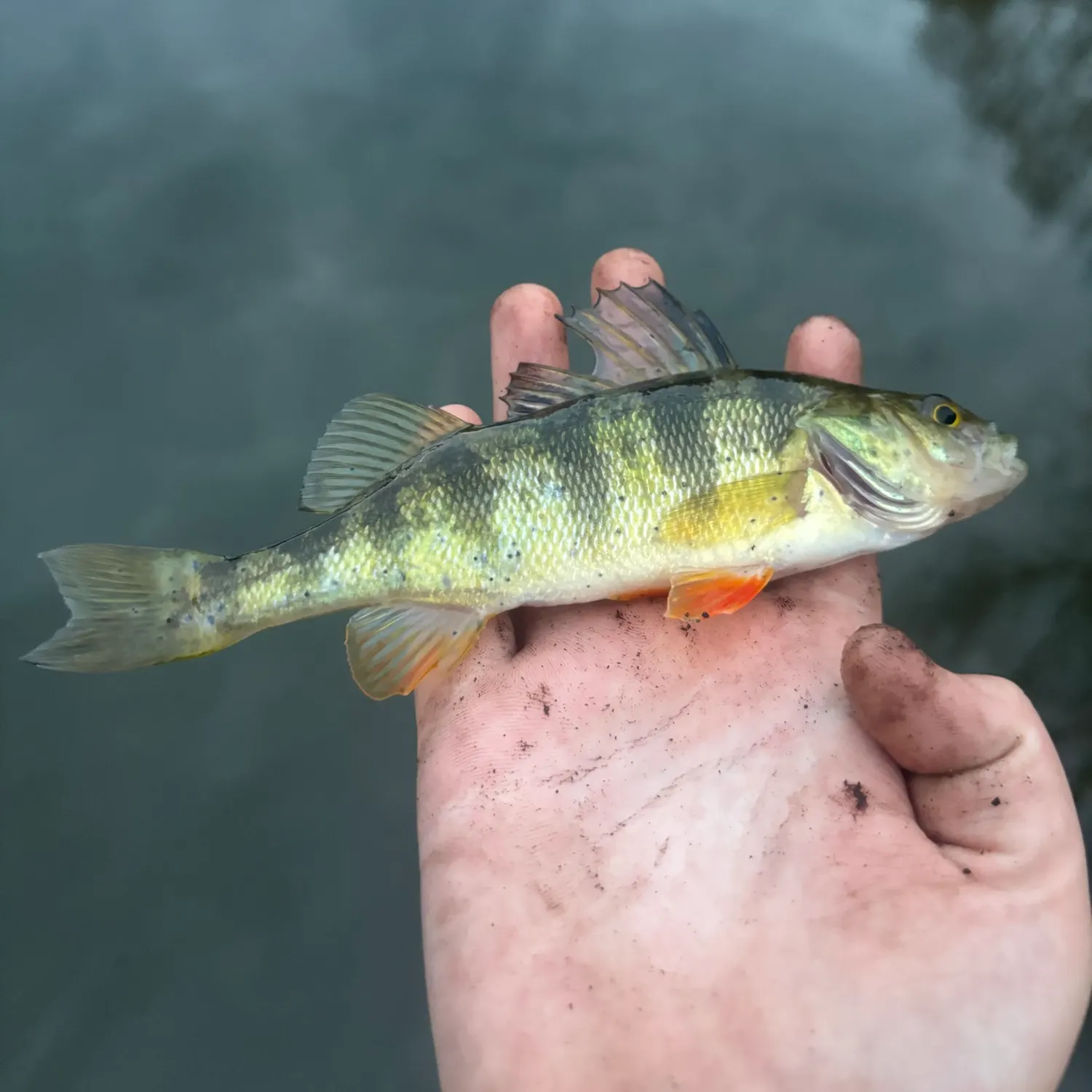 Yellow perch caught on Fishbrain