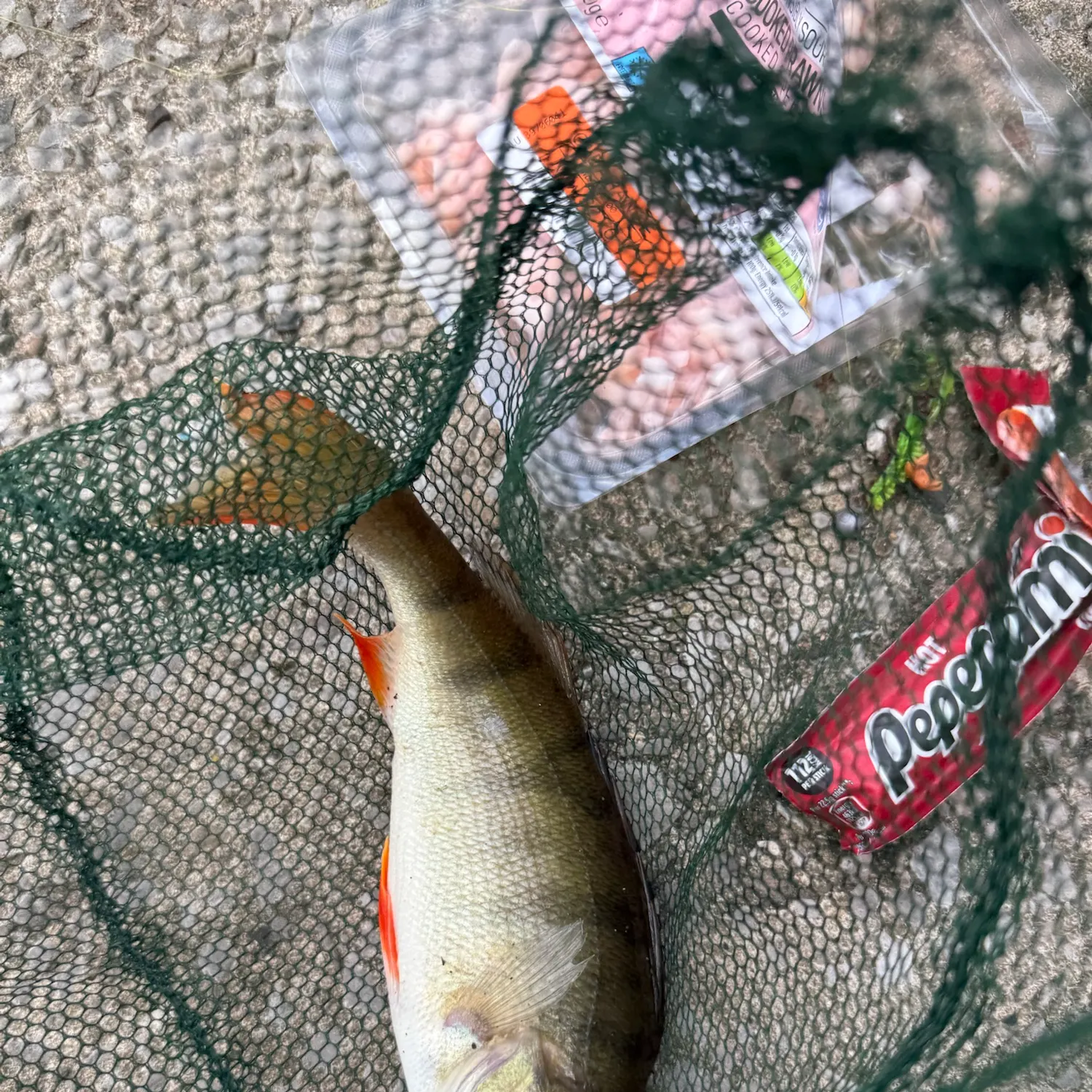 European perch caught on Fishbrain