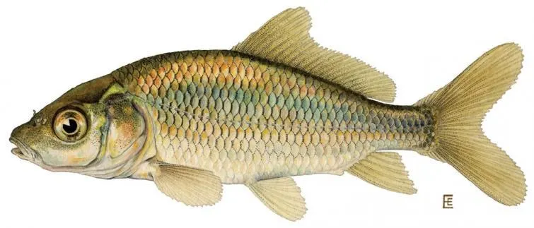 Baitfish