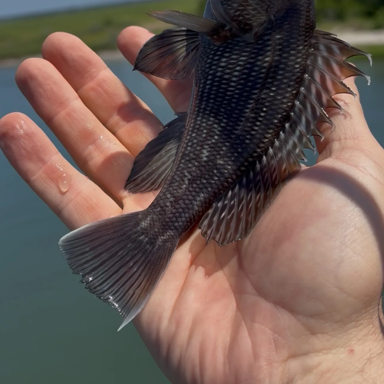 The most recent Black sea bass catches on Fishbrain