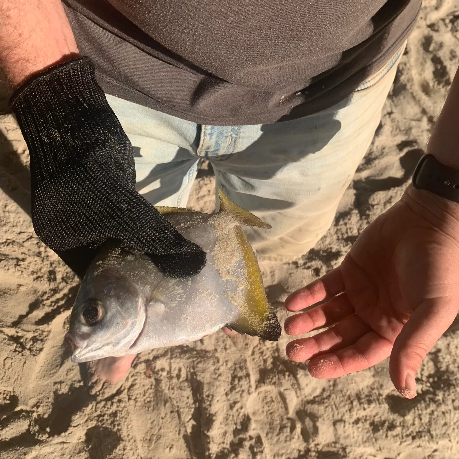 The most recent Silver moony catches on Fishbrain