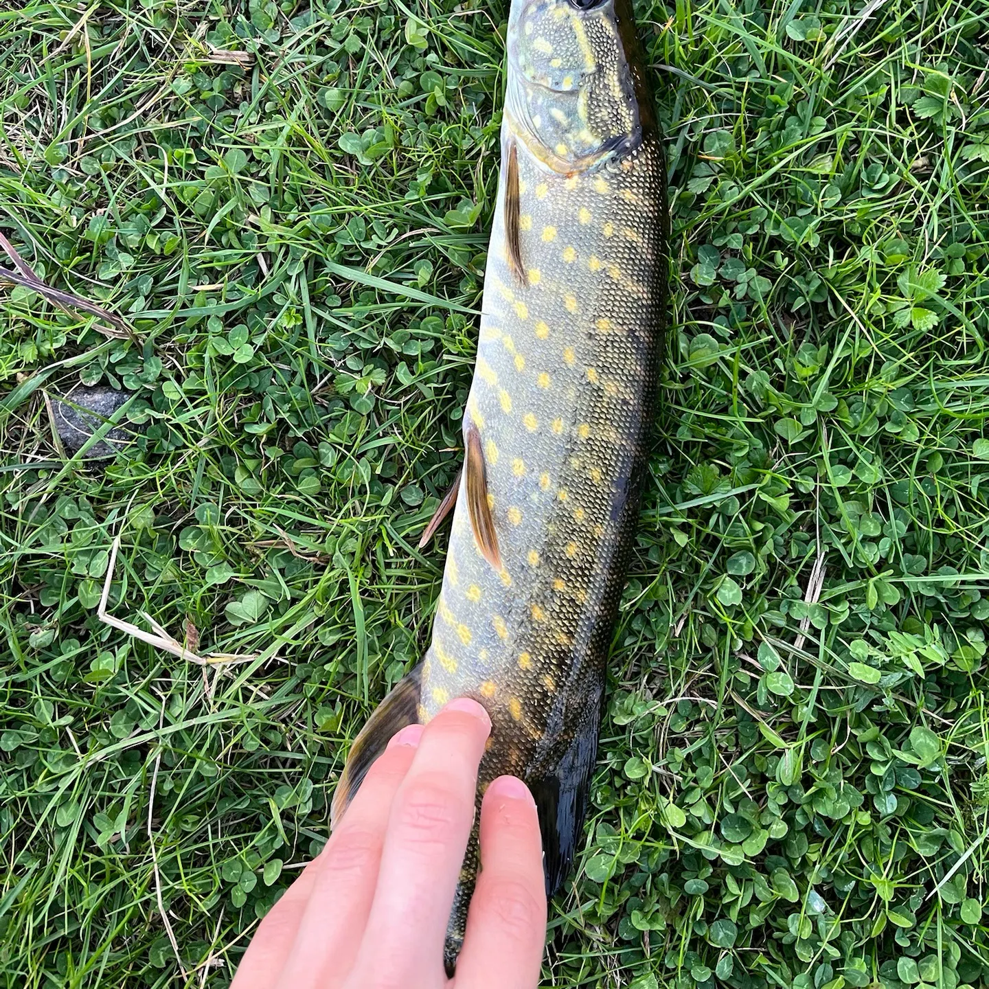 Northern pike caught on Fishbrain