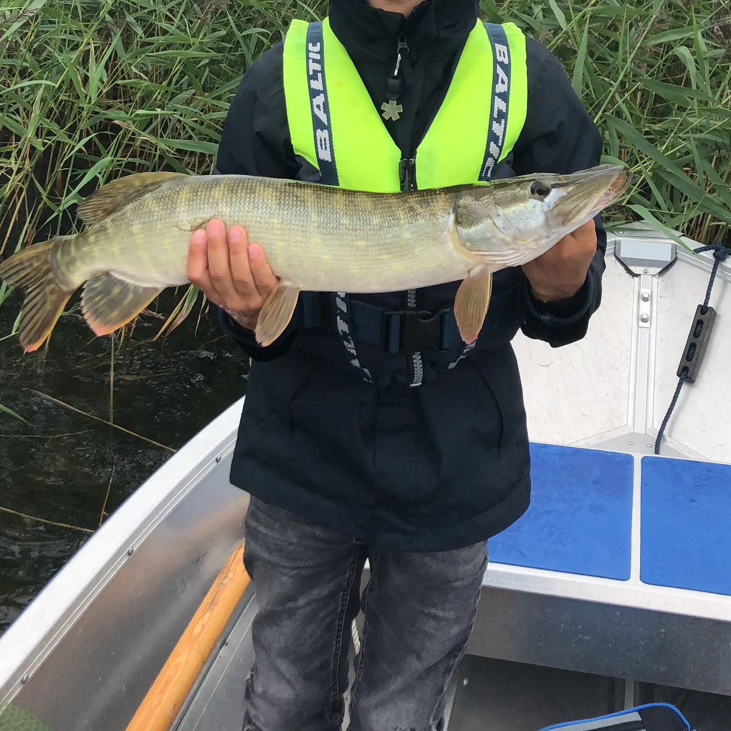 Northern pike caught on Fishbrain