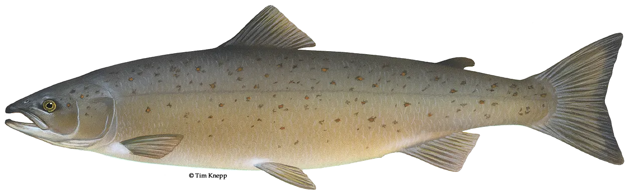 Atlantic salmon