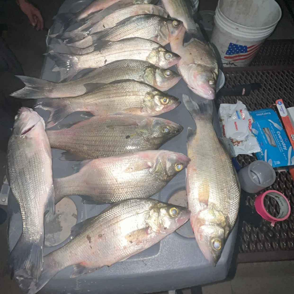 recently logged catches
