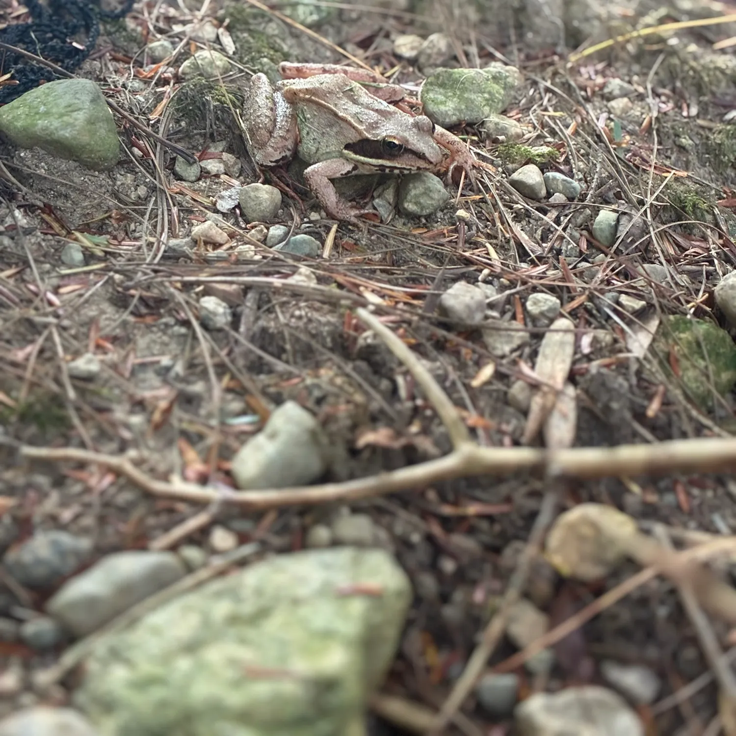 The most recent Pickerel frog catches on Fishbrain