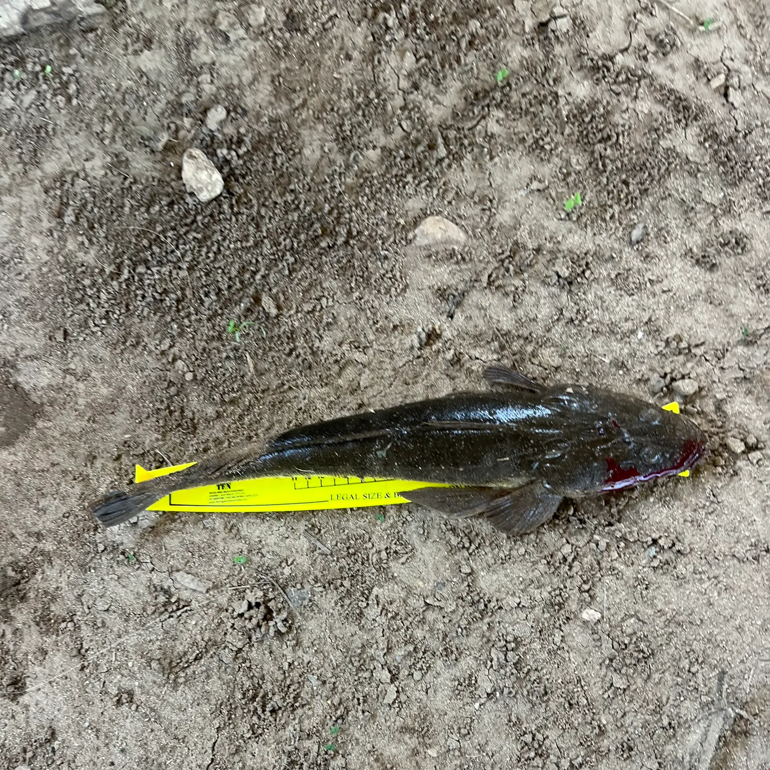 The most recent Dusky flathead catches on Fishbrain