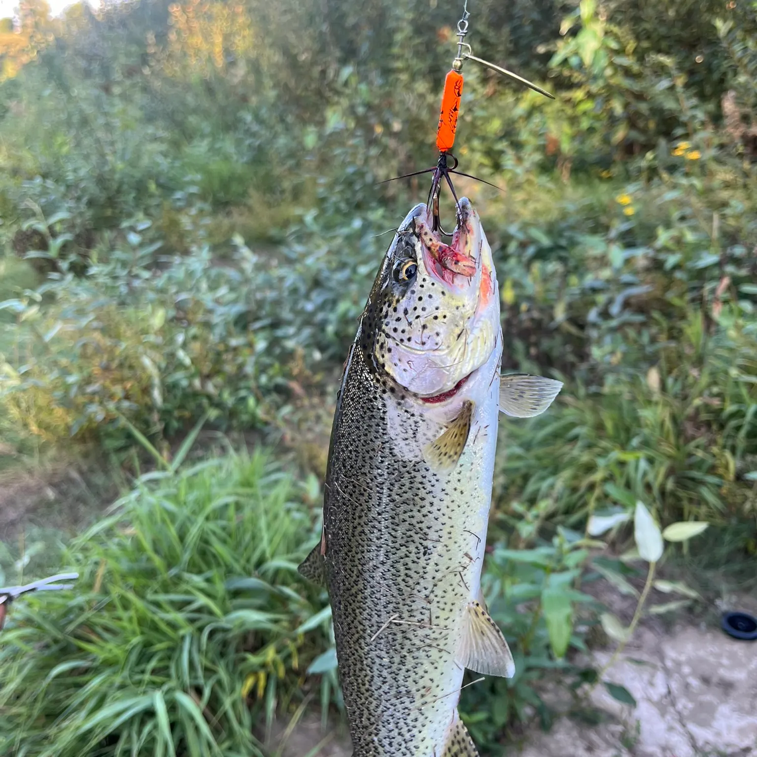 The most recent Coastal cutthroat trout catches on Fishbrain