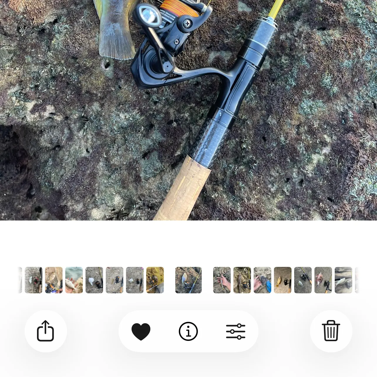 The most recent Orange-dotted tuskfish catches on Fishbrain