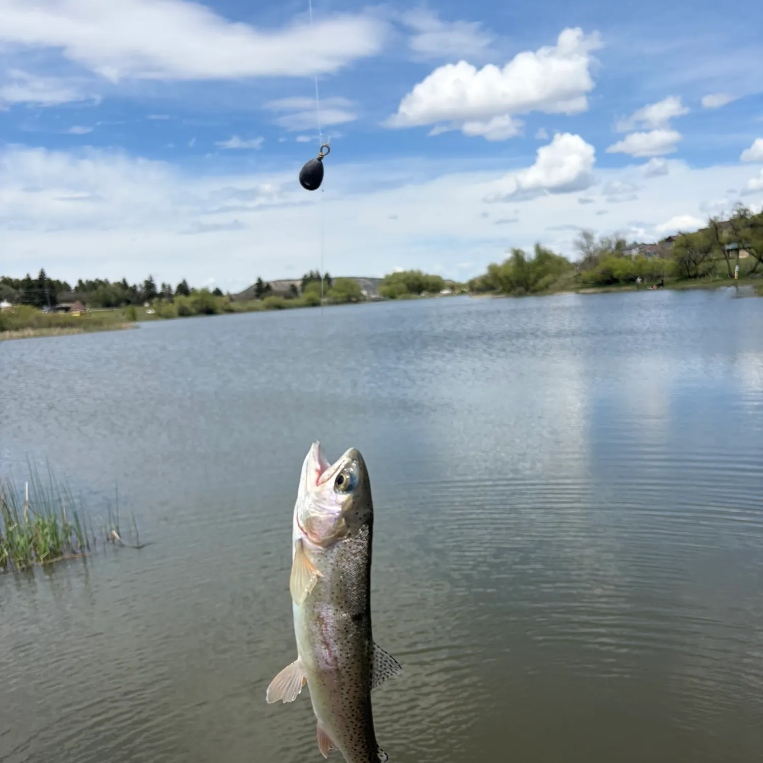 The most recent Sea trout catches on Fishbrain